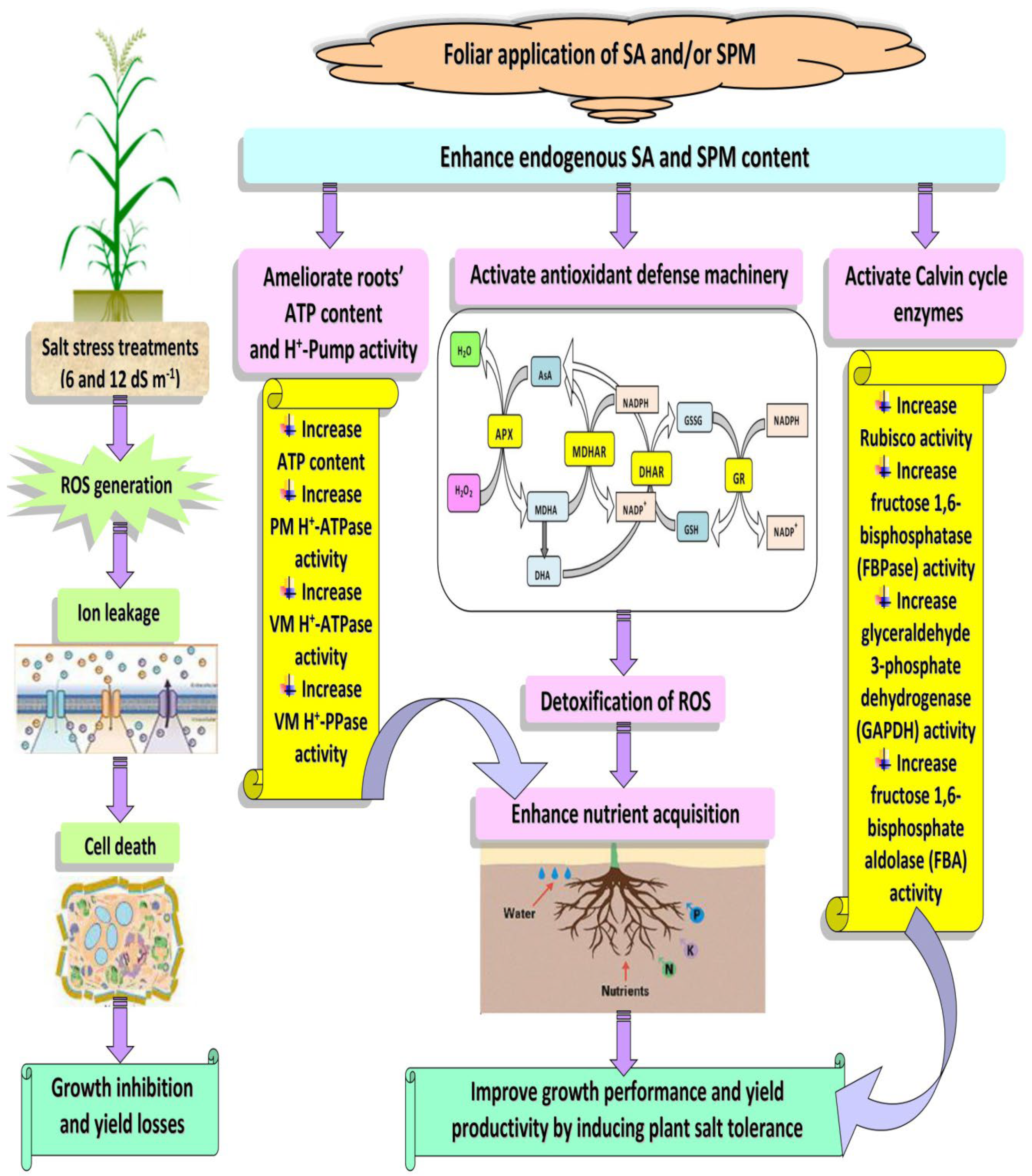 Plants | Free Full-Text | Spermine-Salicylic Acid Interplay Restrains Salt  Toxicity in Wheat (Triticum aestivum L.)