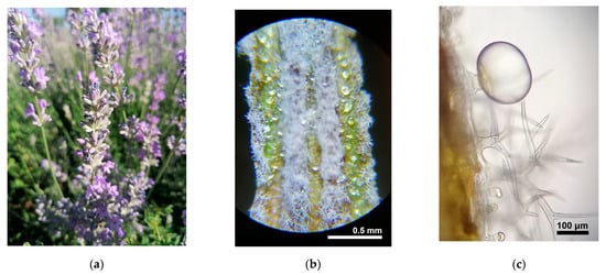 Lavender Growing Stages & Growth Rates (Complete Guide)