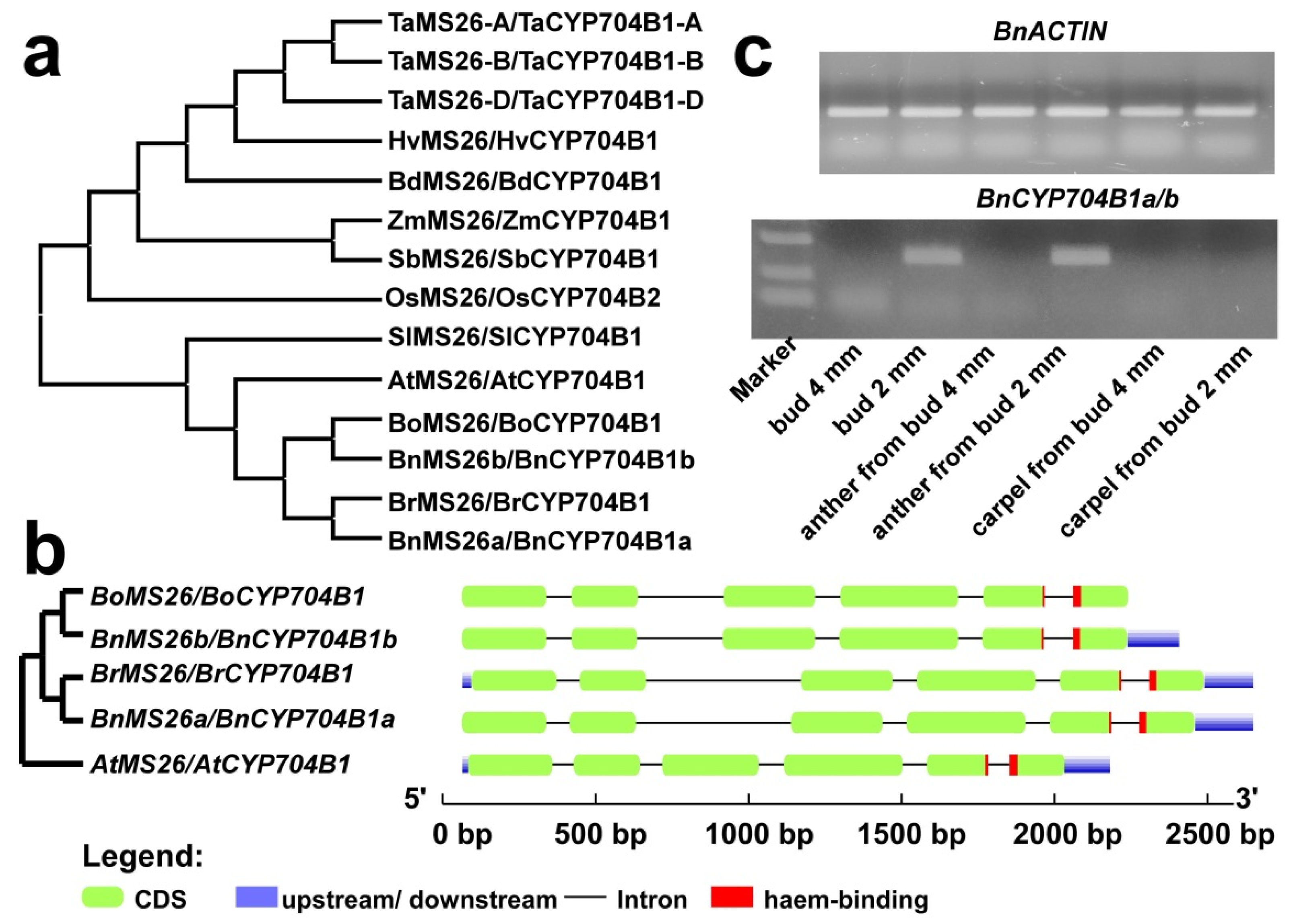 Plants 12 00365 g005 Plants 12 00365 g005
