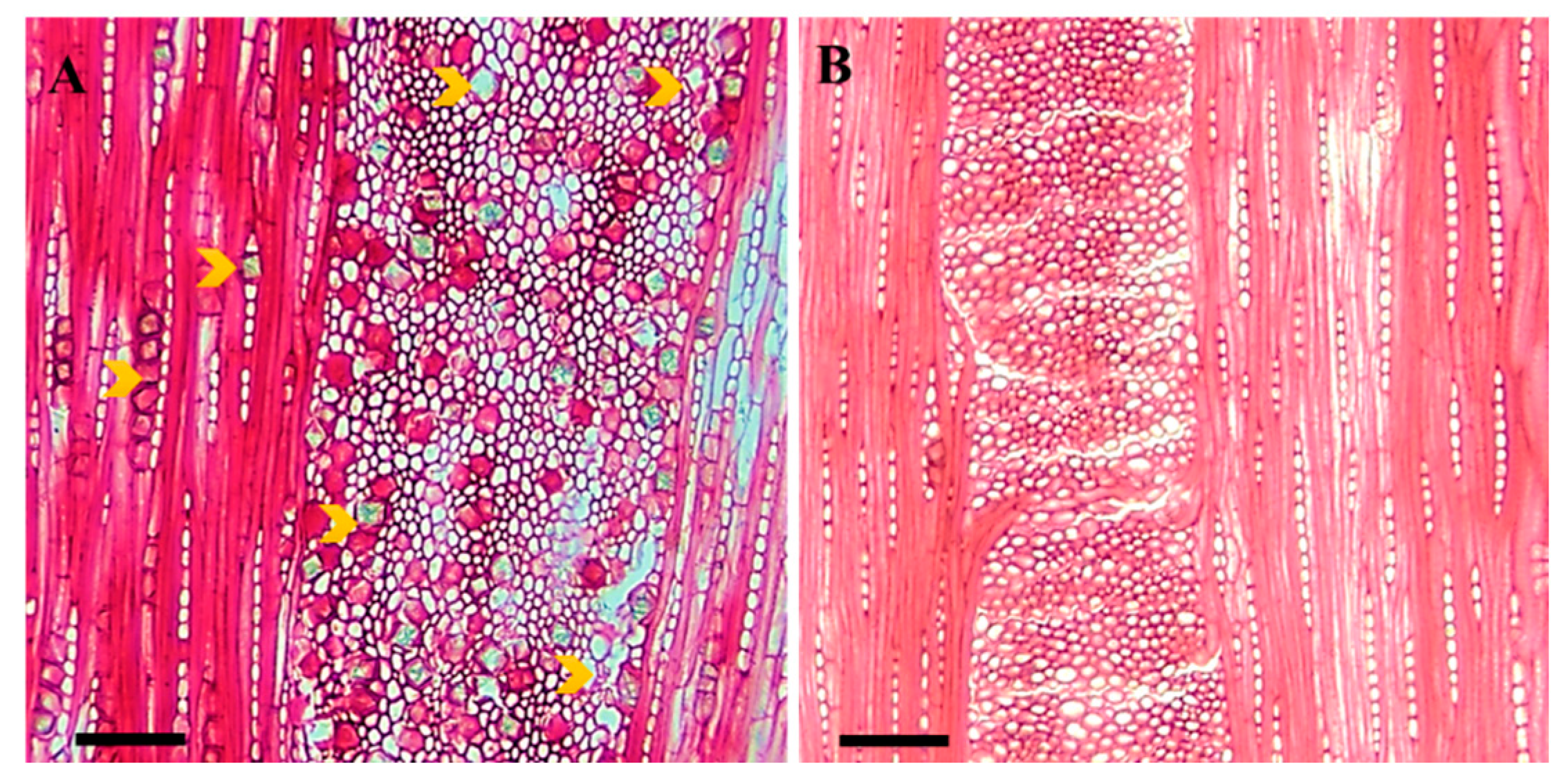 Plants 12 00377 g002 Plants 12 00377 g002