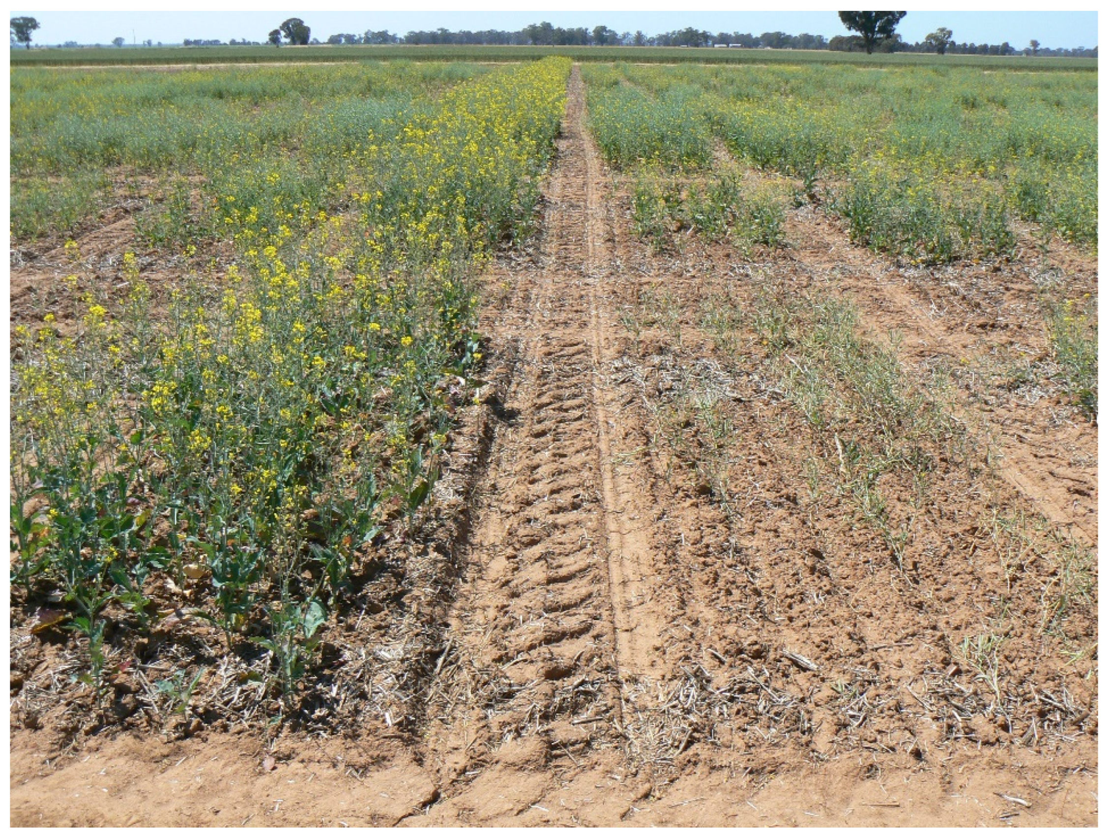 Plants 12 00383 g003