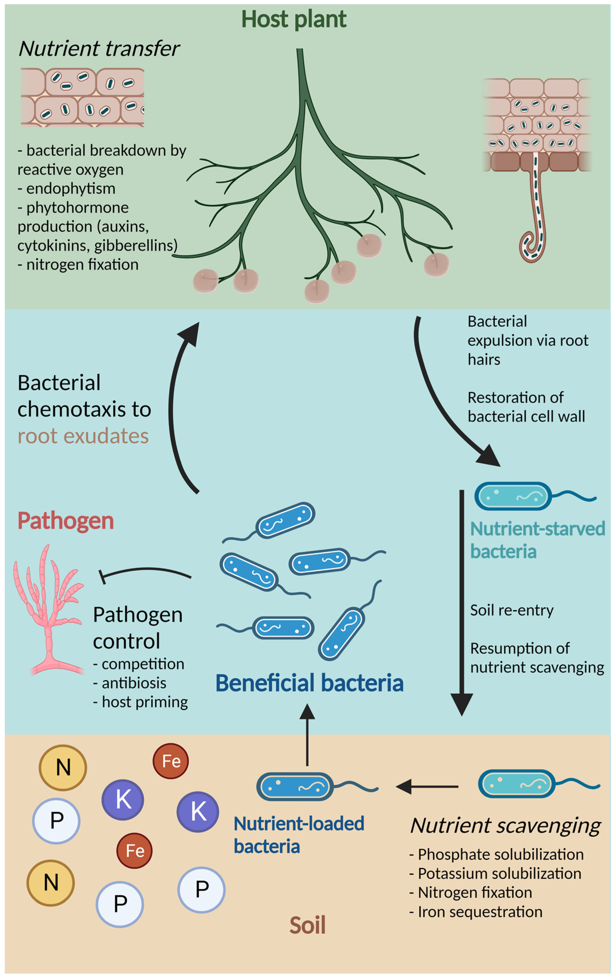 Plants | Free Full-Text | Plant Beneficial Bacteria and Their Potential  Applications in Vertical Farming Systems