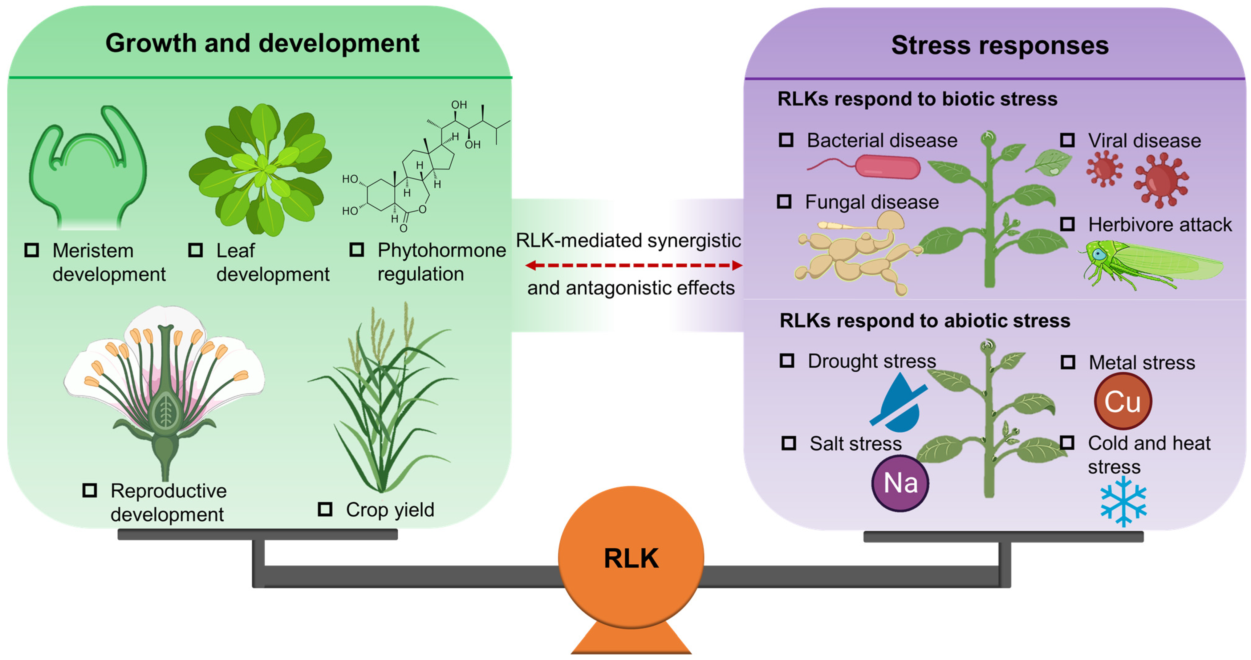 Plants | Free Full-Text | Advances in Receptor-like Protein
