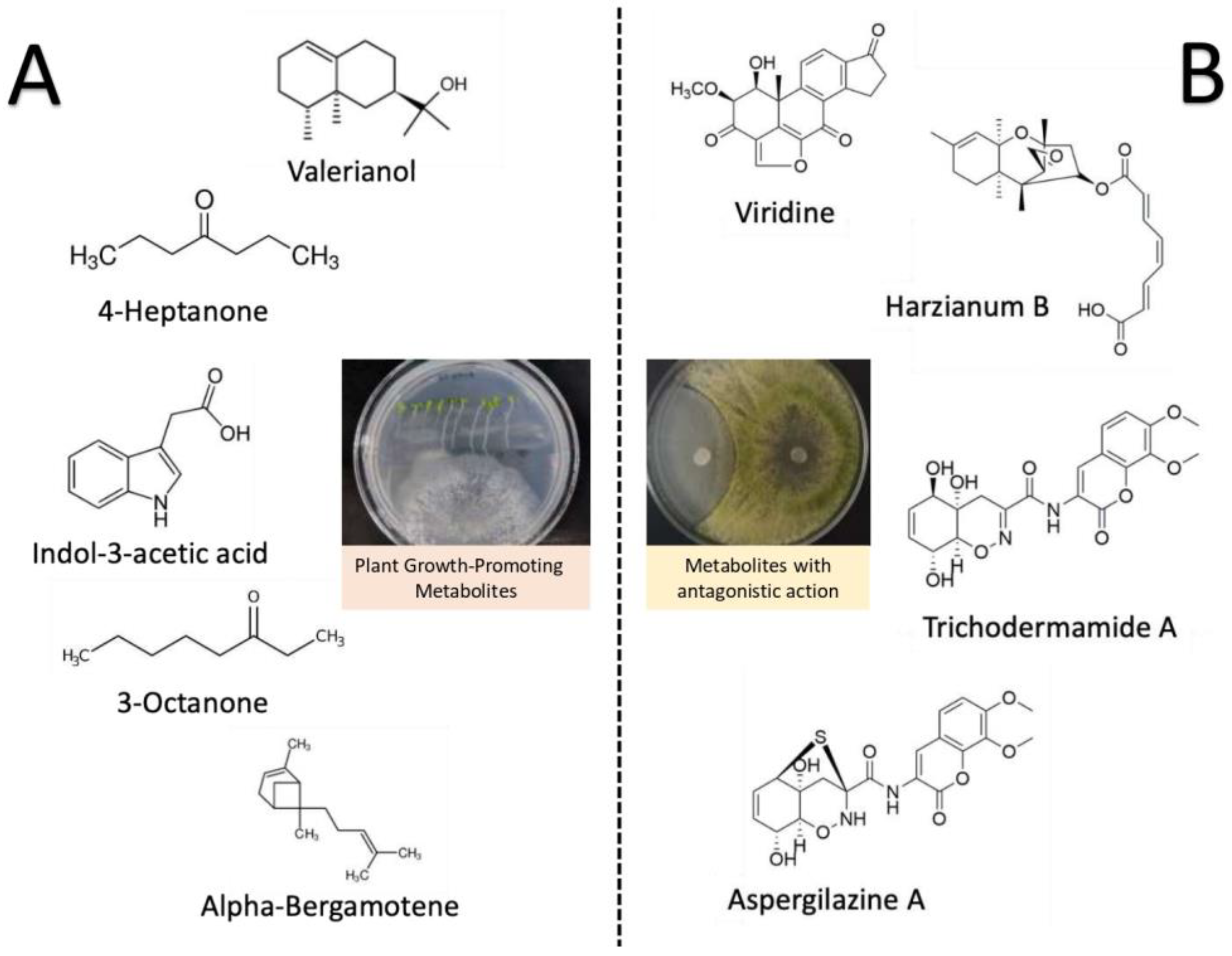 Plants 12 00432 g002 Plants 12 00432 g002