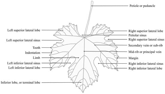 Plants | Free Full-Text | A Review of Ampelometry: Morphometric  Characterization of the Grape (Vitis spp.) Leaf