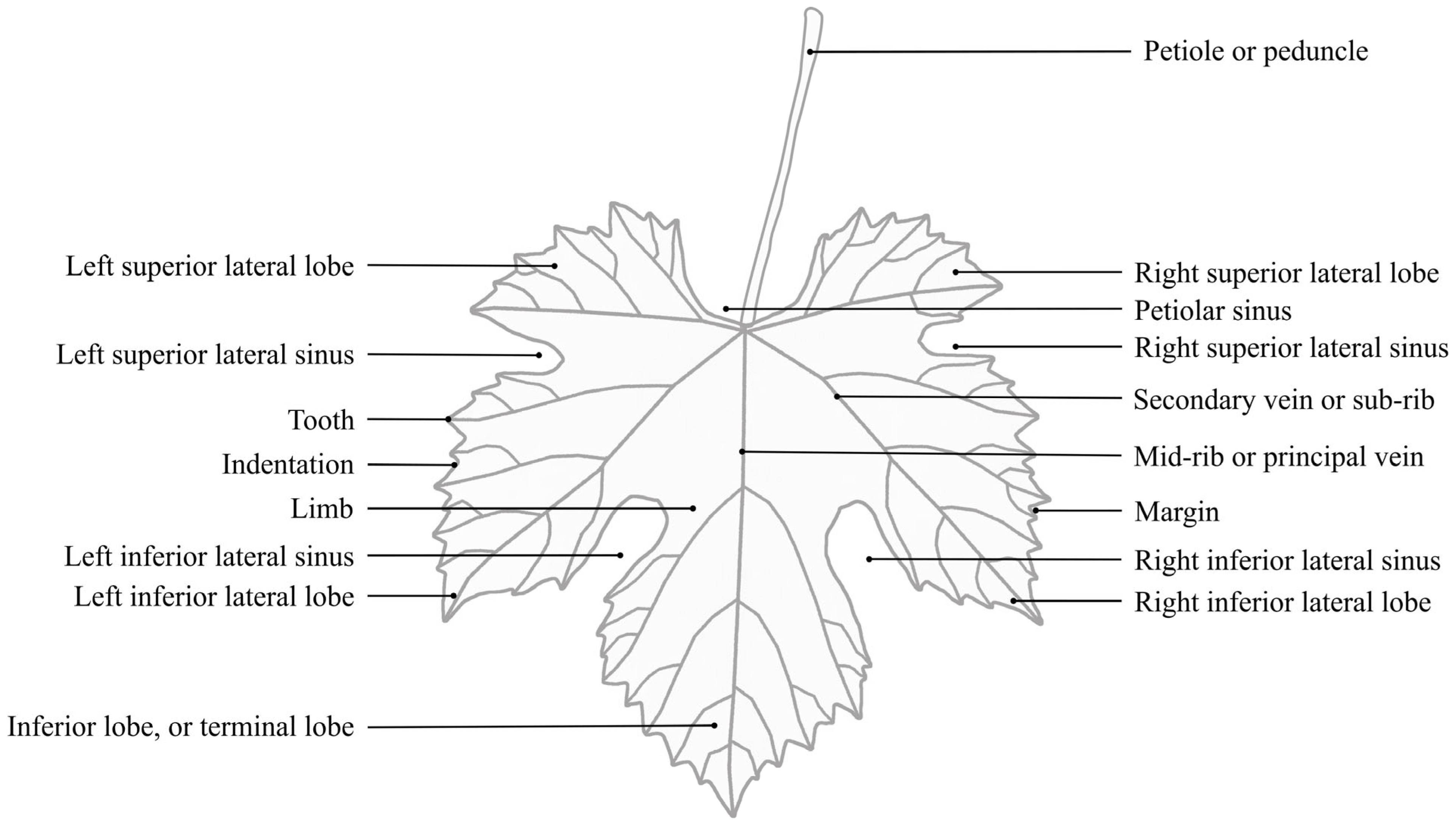 Ampelografia : Descrizione Delle Migliori Varietà Di Viti Per Uve Da Vino,  Uve Da Tavola, Porta-innesti E Produttori Diretti, Volume 1 (Hardcover)  