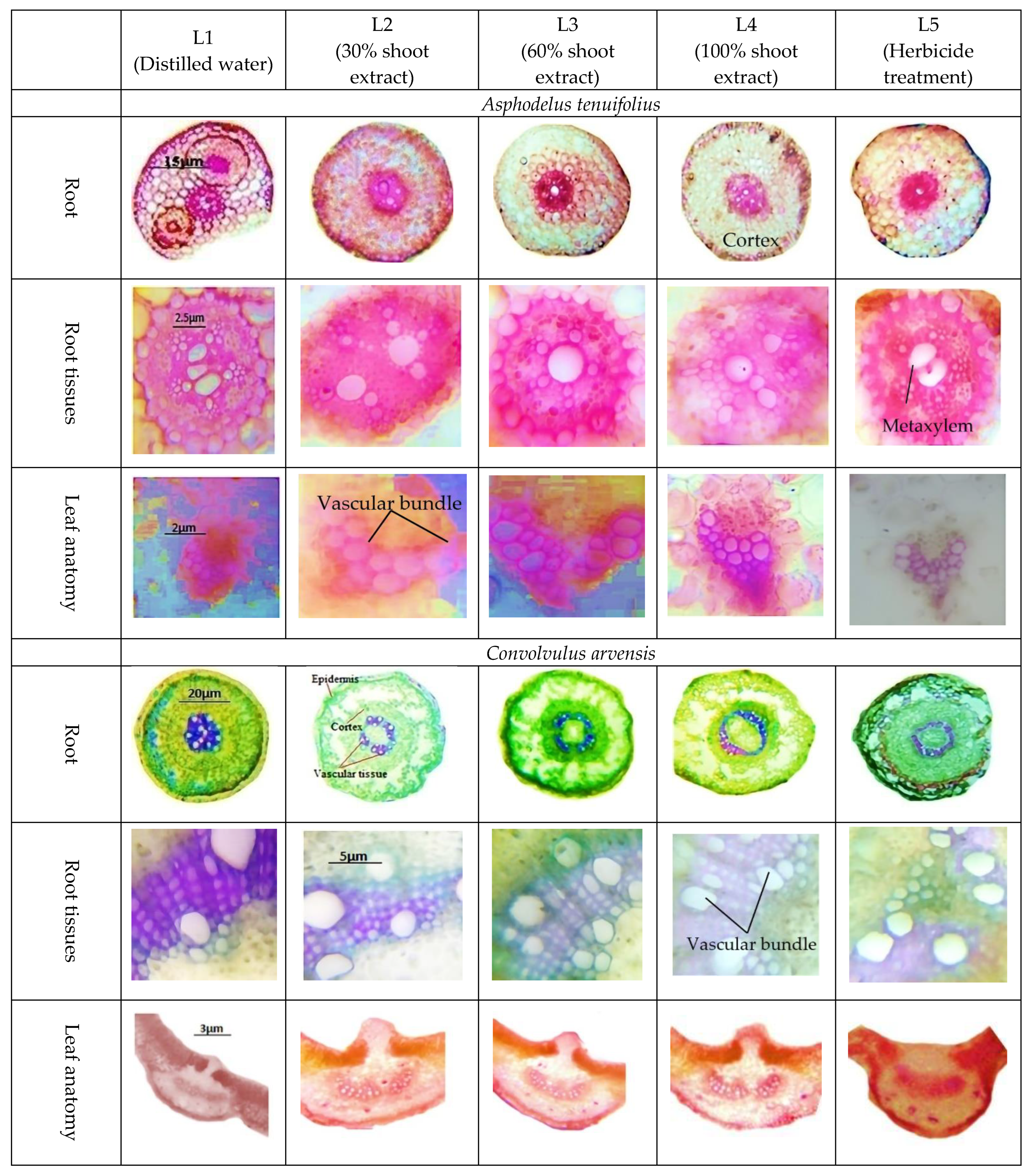 Plants 12 00458 g003 Plants 12 00458 g003