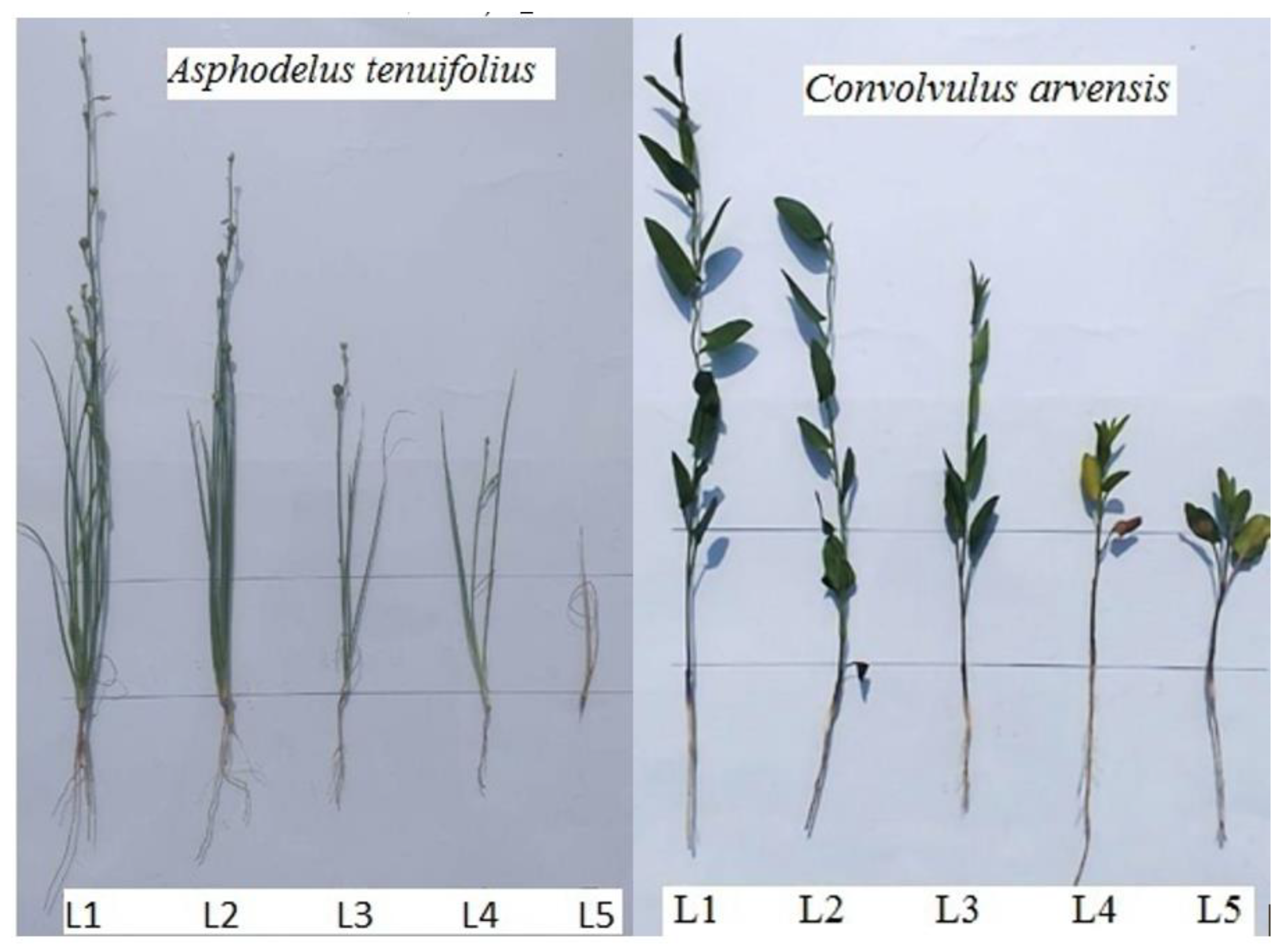 Plants 12 00458 g004 Plants 12 00458 g004