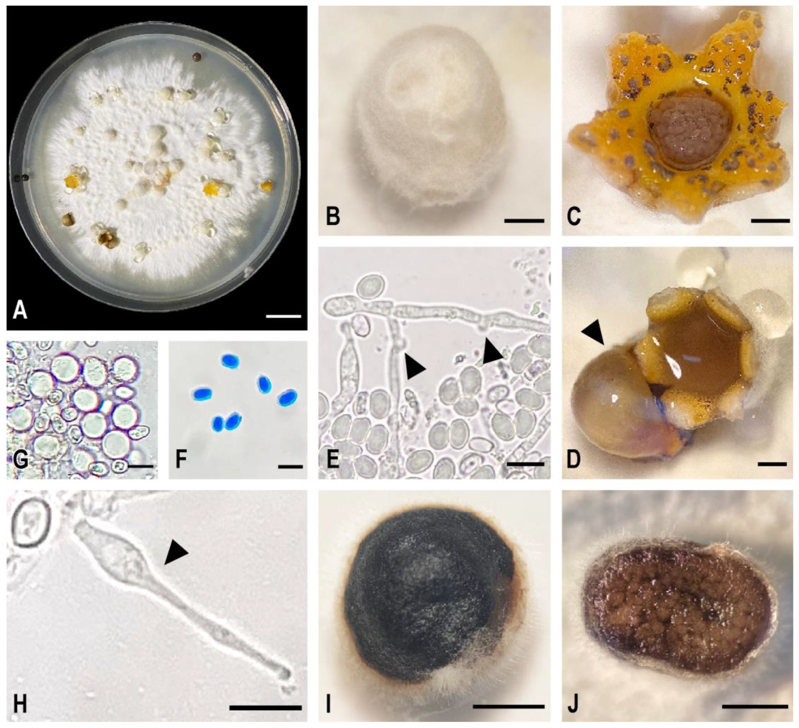 Plants 12 00480 g002 Plants 12 00480 g002