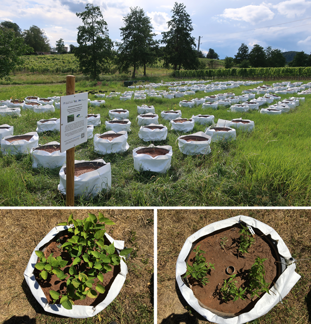 Plants 12 00481 g004