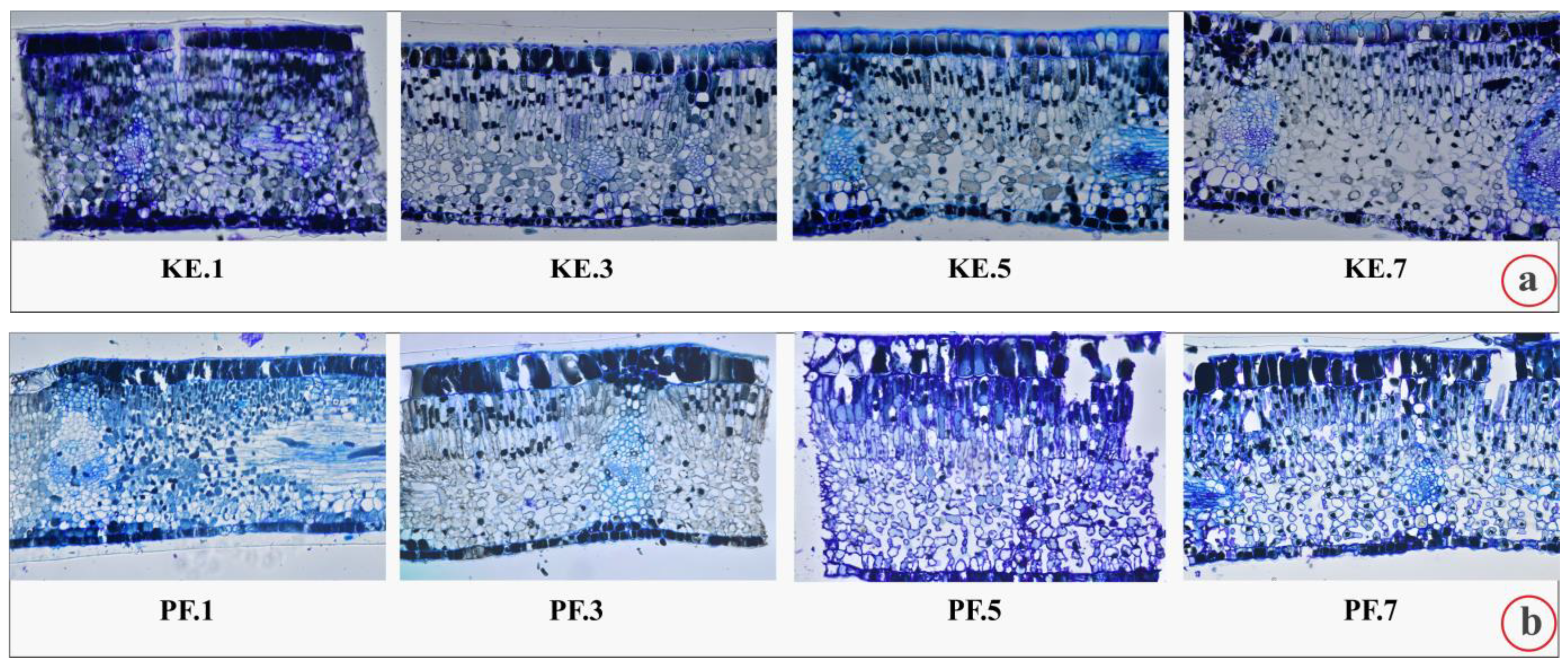 Plants 12 00514 g003a