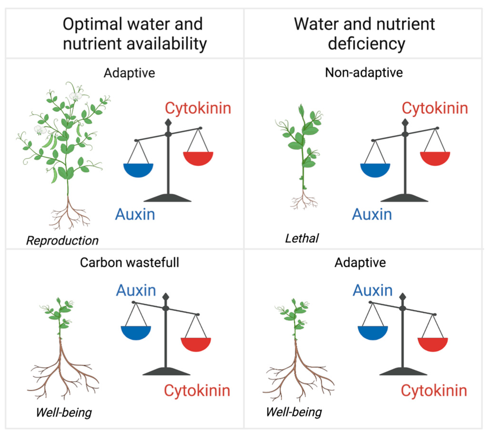 Cytokinins In Plants
