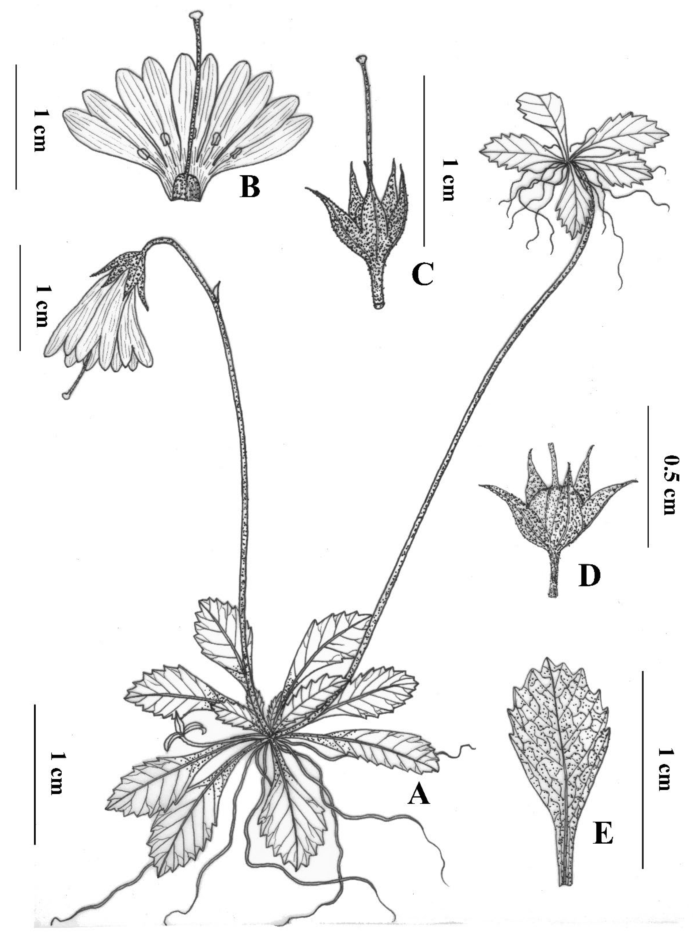 Plants | Free Full-Text | Primula luquanensis sp. nov. (Primulaceae), a New  Species from Southwestern China, Reveals a Novel Floral Form in the  Heterostyly-Prevailing Genus