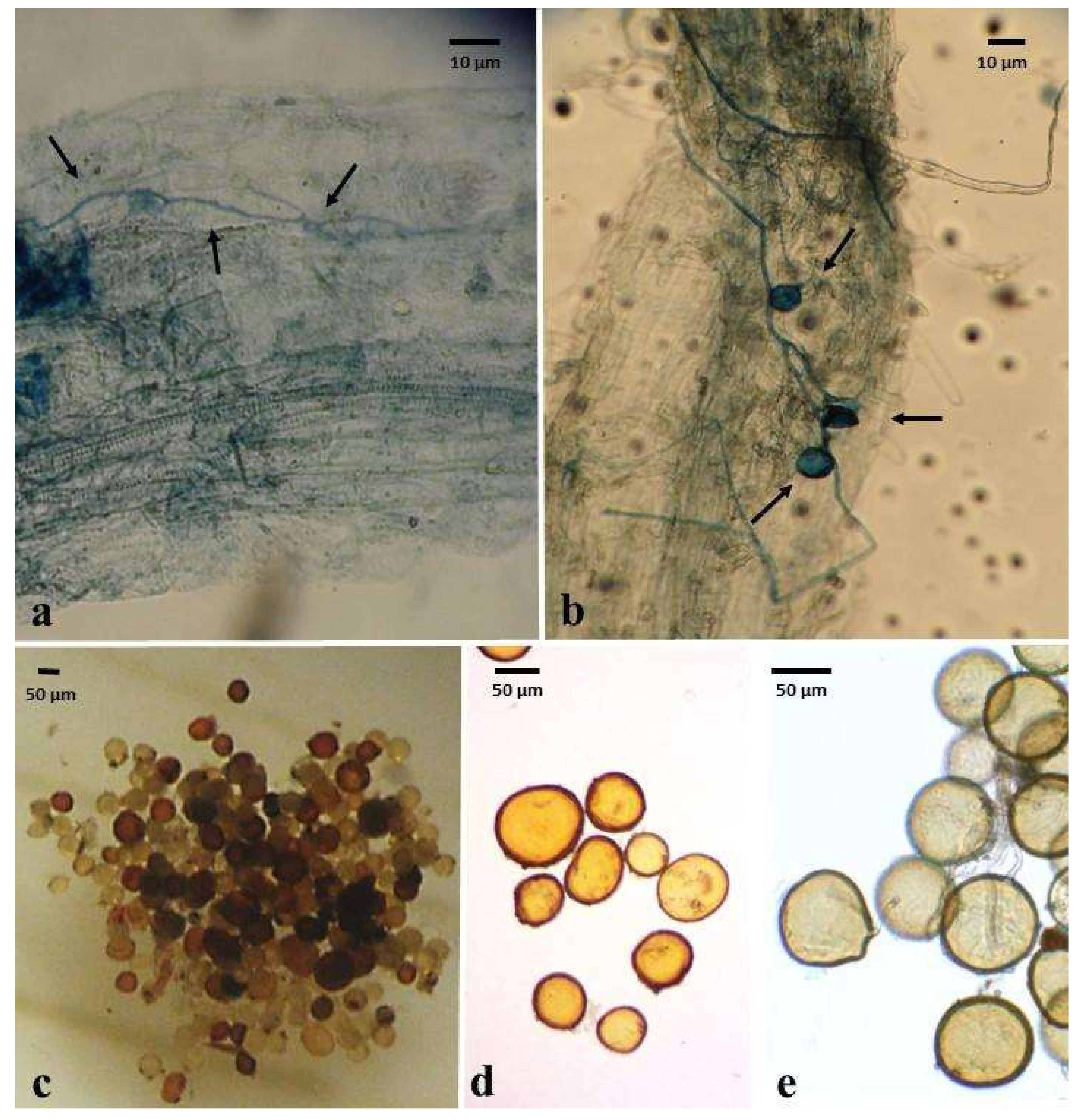 Plants 12 00535 g001 Plants 12 00535 g001