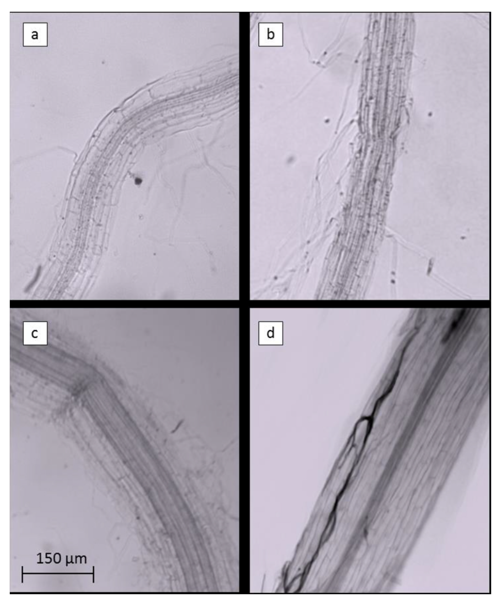 Plants 12 00539 g006 Plants 12 00539 g006