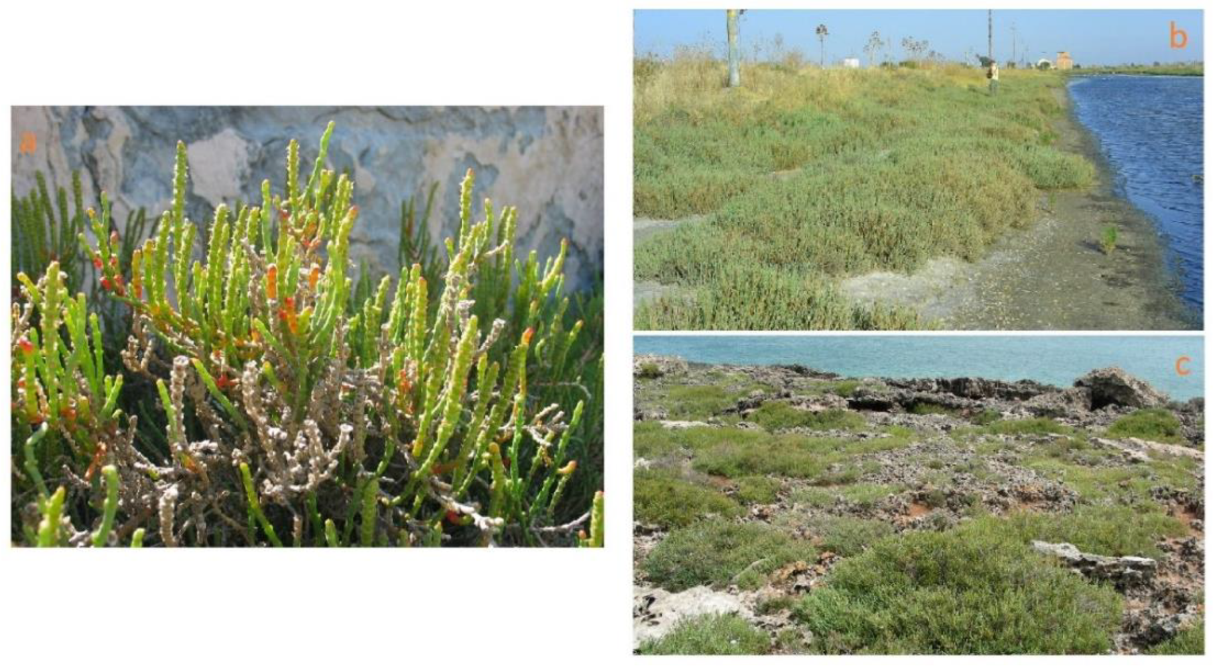 Plants 12 00549 g007 Plants 12 00549 g007