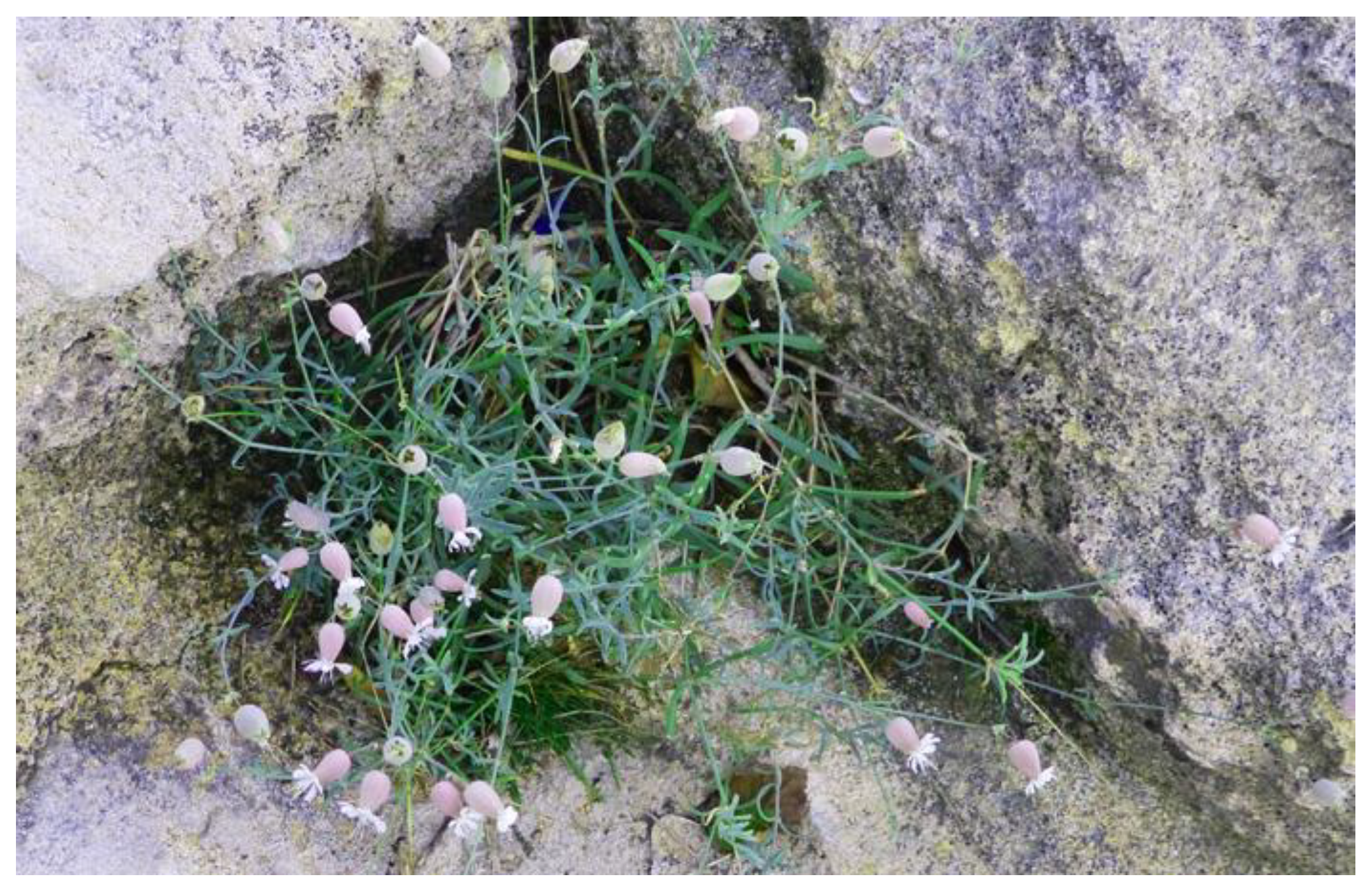 Plants 12 00549 g012 Plants 12 00549 g012