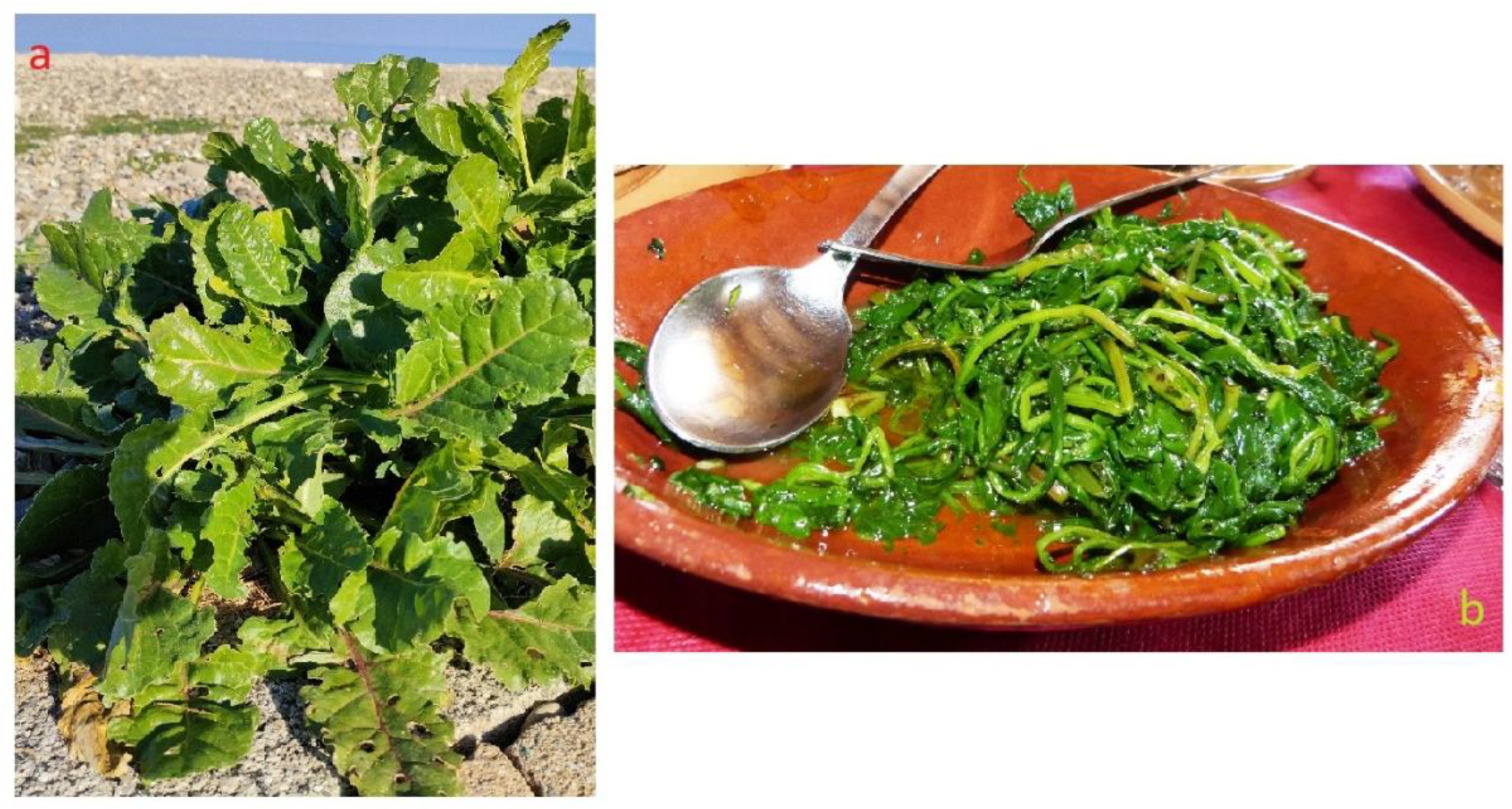 Plants 12 00549 g014 Plants 12 00549 g014