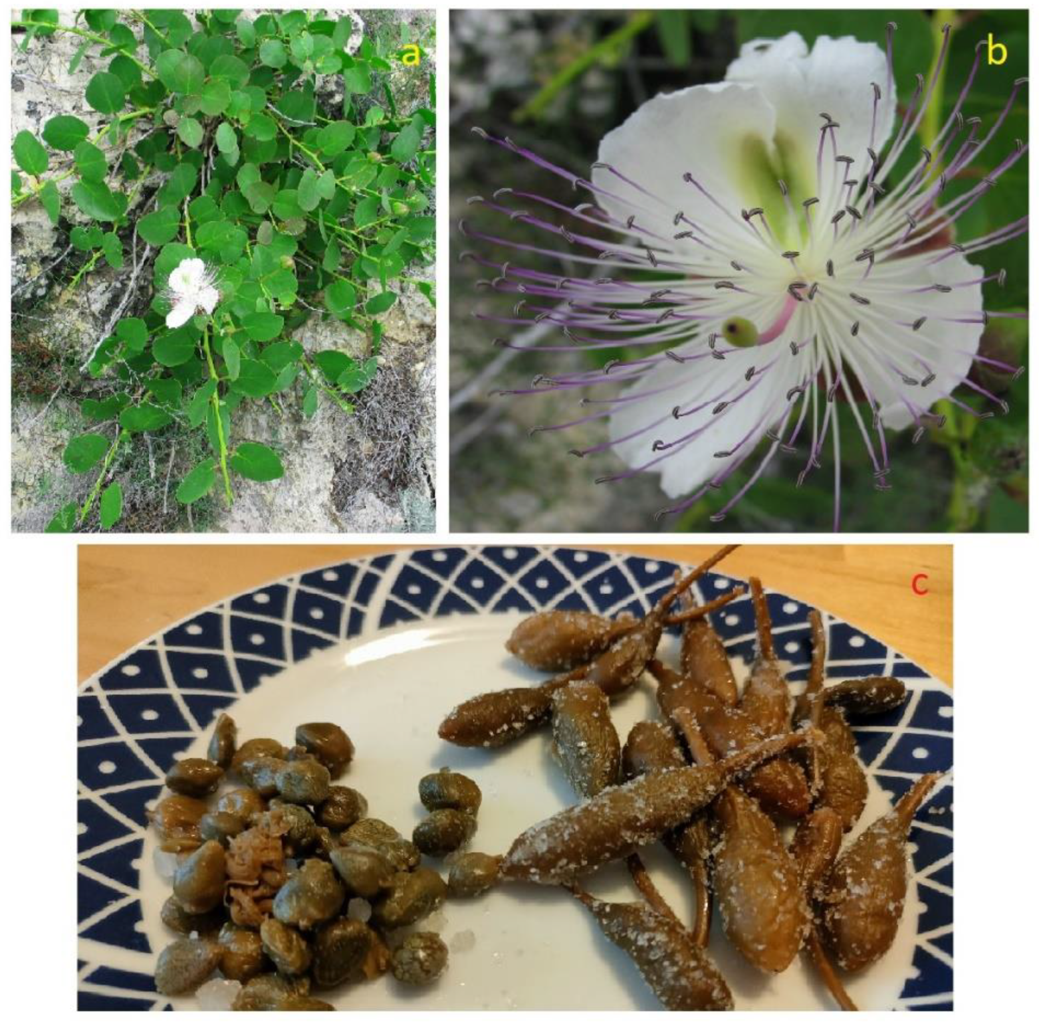 Plants 12 00549 g015 Plants 12 00549 g015