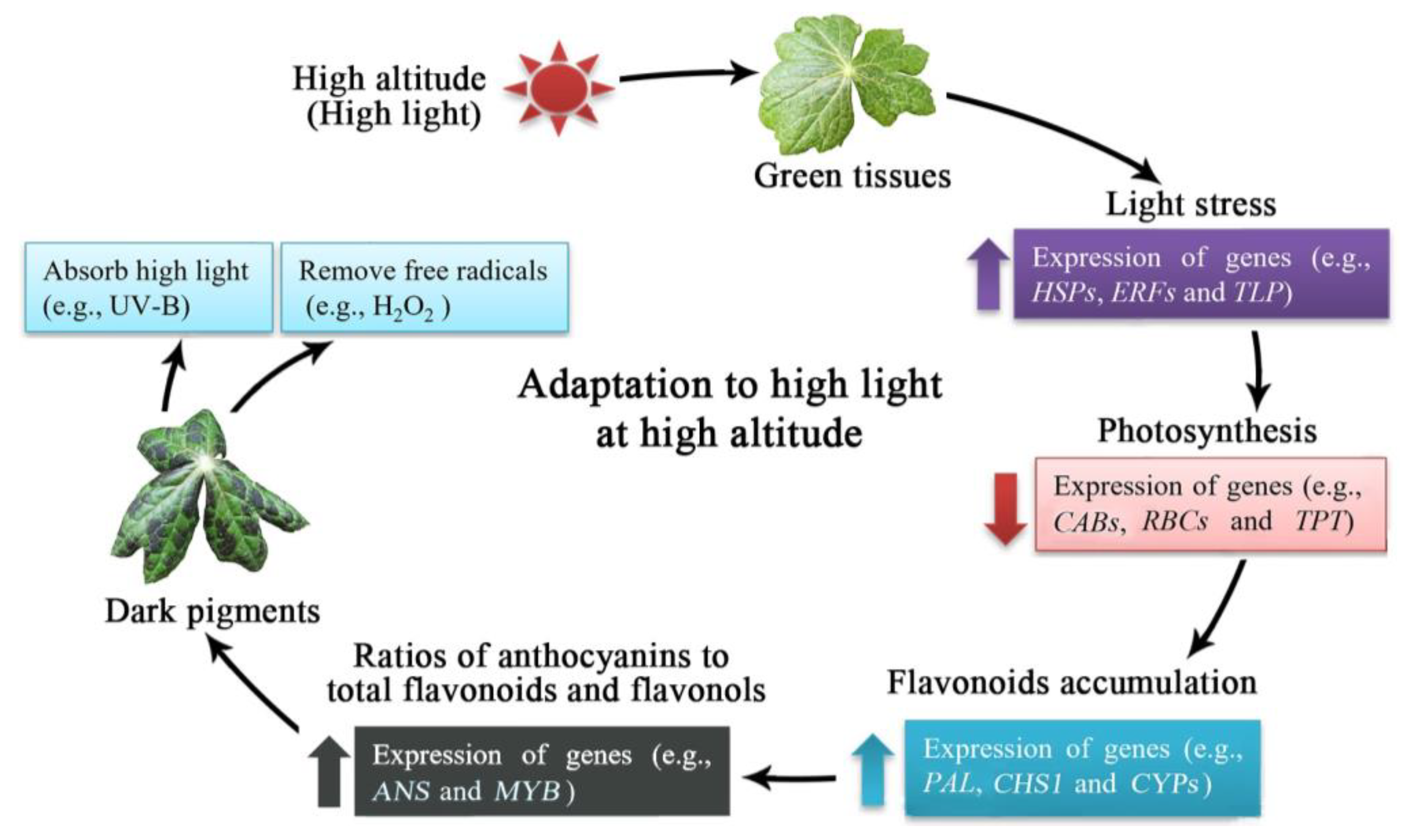 Plants 12 00575 g006 Plants 12 00575 g006