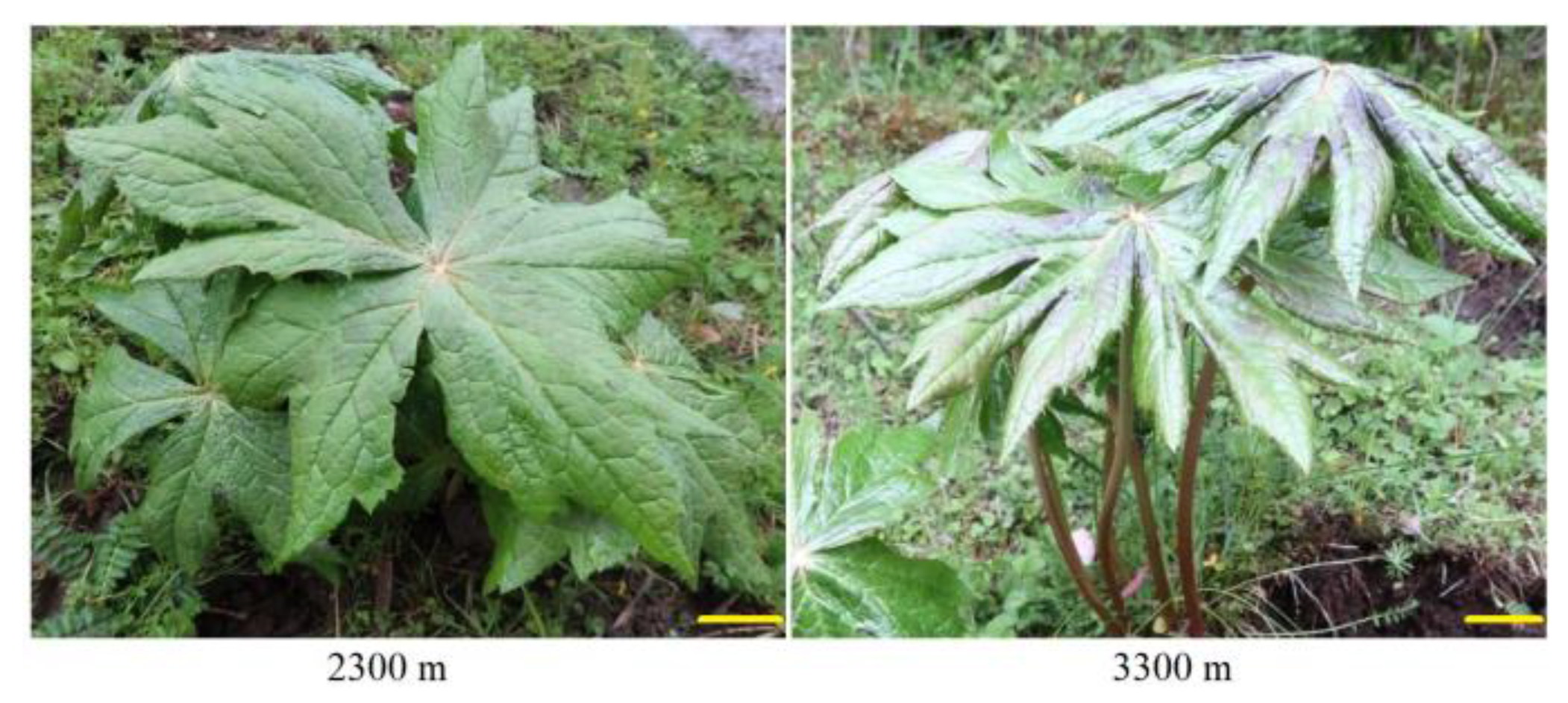 Plants 12 00575 g007 Plants 12 00575 g007