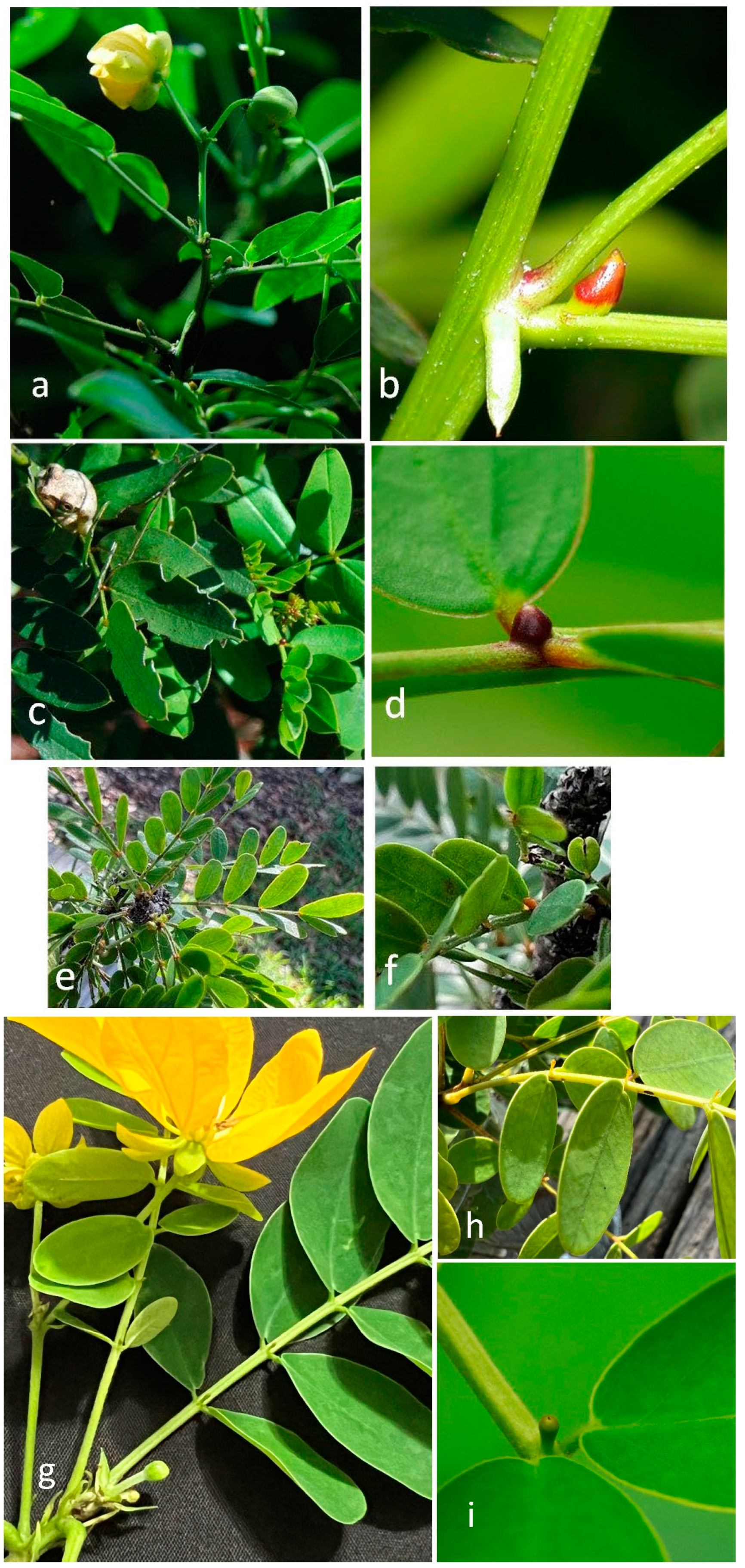 Plants 12 00587 g004