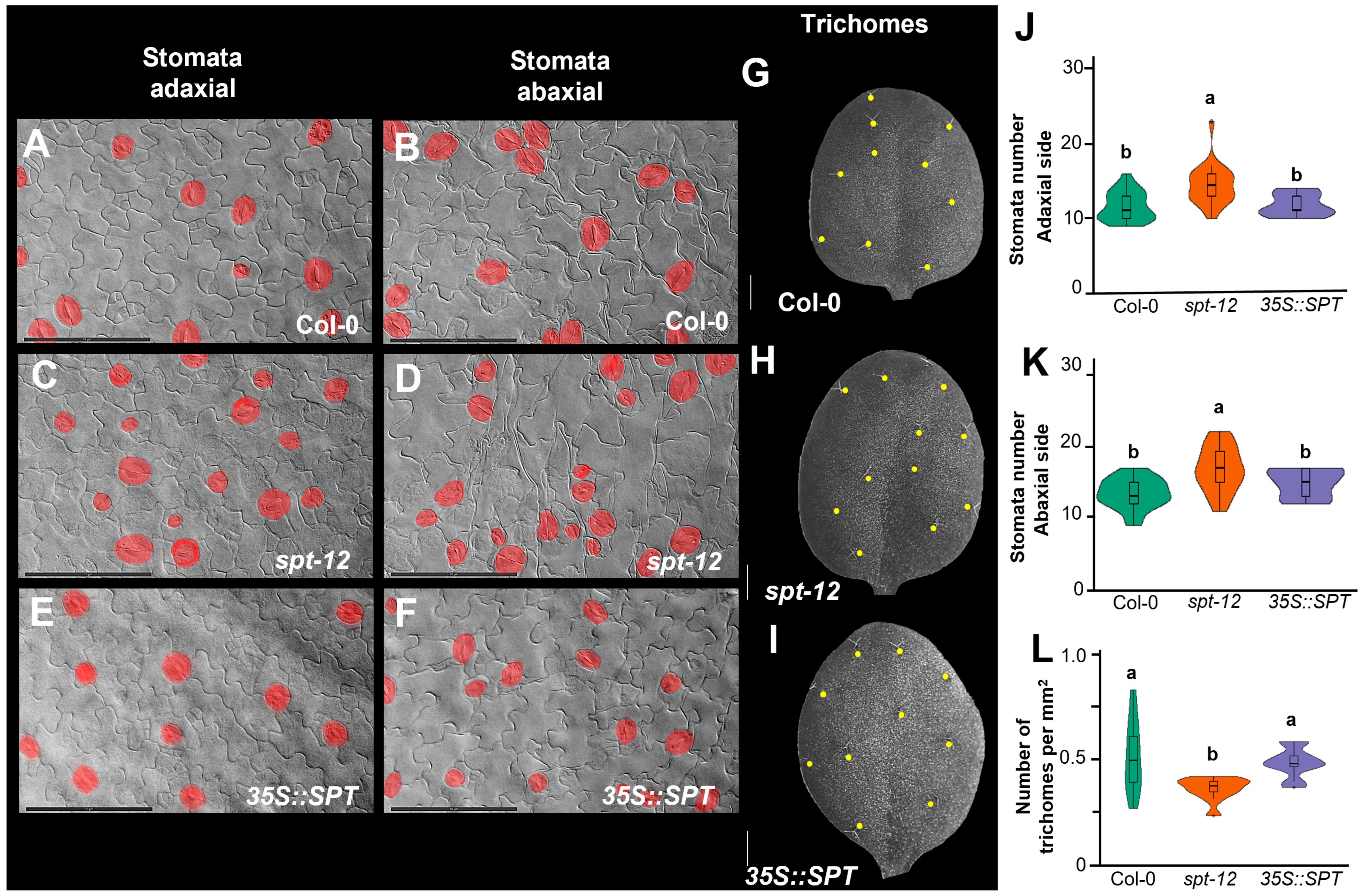 Plants 12 00596 g003 Plants 12 00596 g003
