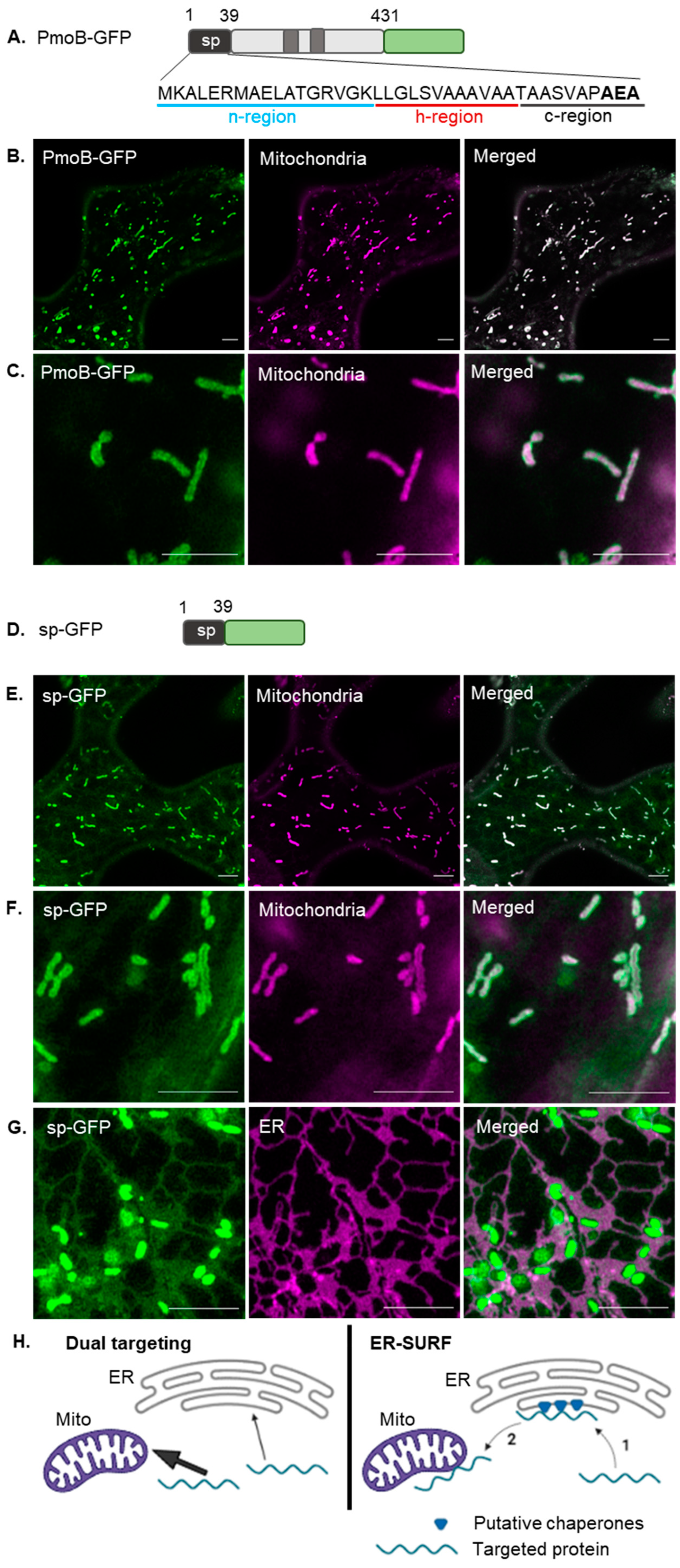 Plants 12 00617 g001 Plants 12 00617 g001