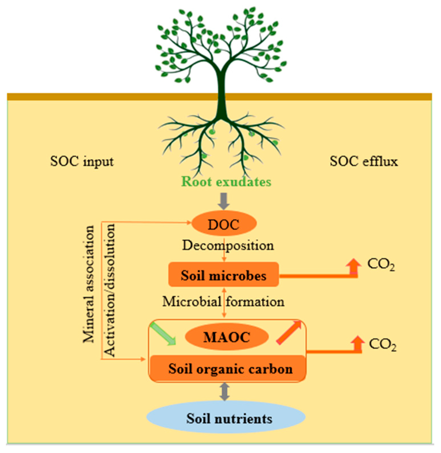 Plants | Free Full-Text | Root Exudates Mediate The Processes Of Soil ...