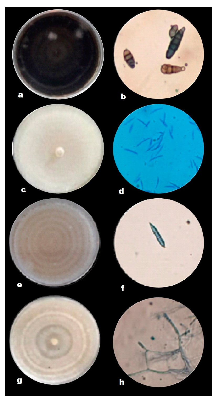 Plants 12 00672 g001