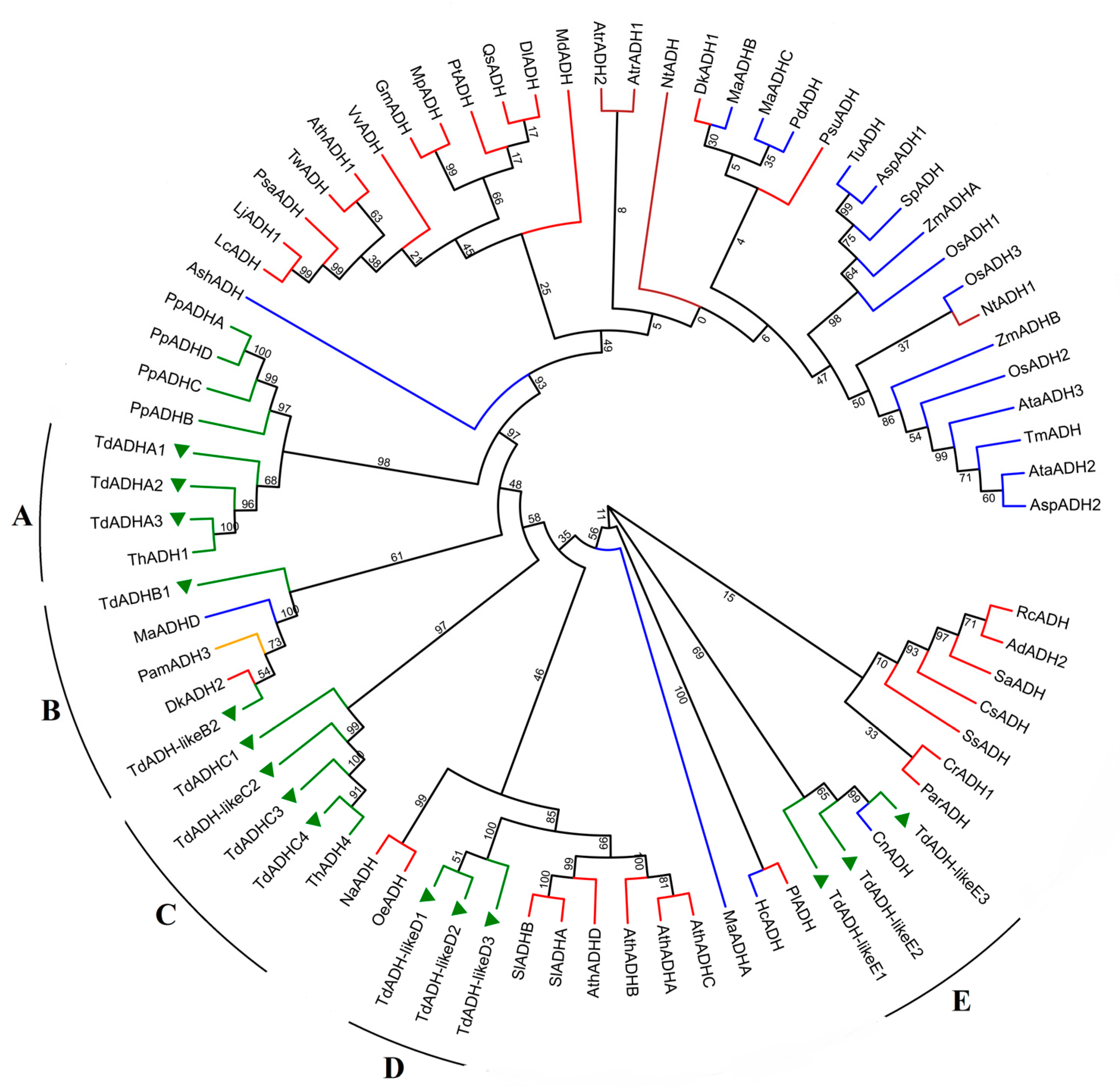 Plants | Free Full-Text | ADH Gene Cloning and Identification of  Flooding-Responsive Genes in Taxodium distichum (L.) Rich