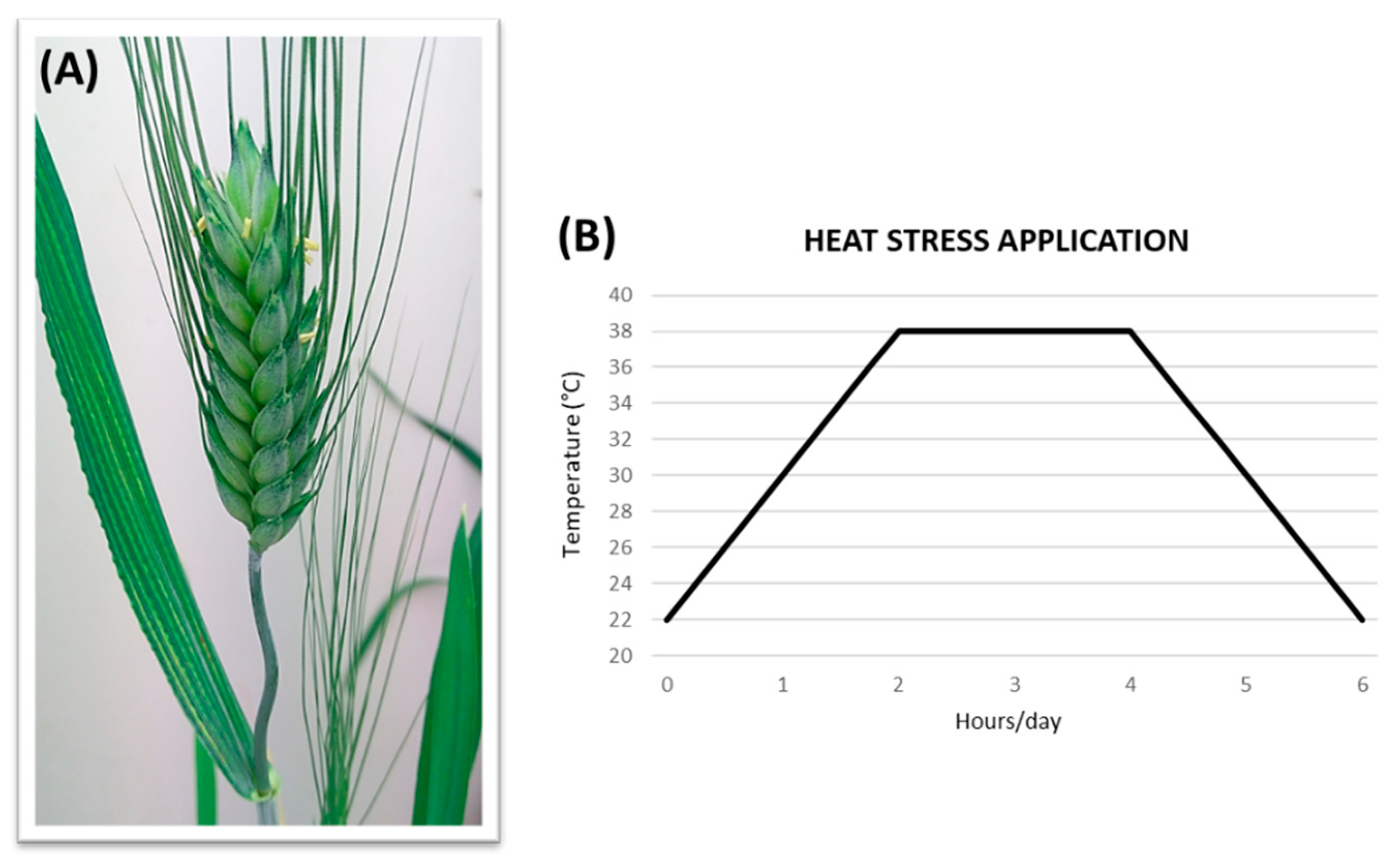 Plants 12 00704 g002