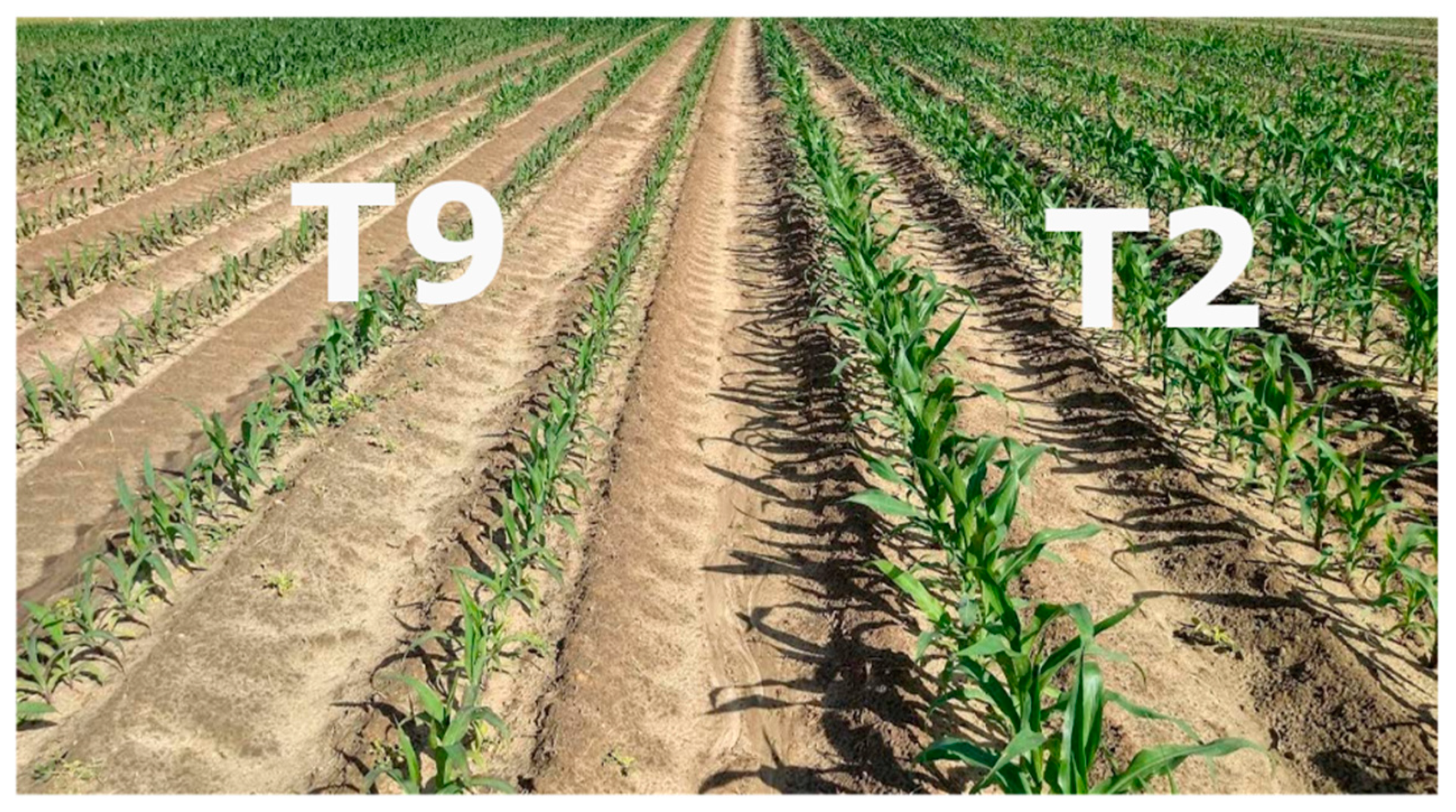 Plants 12 00713 g005