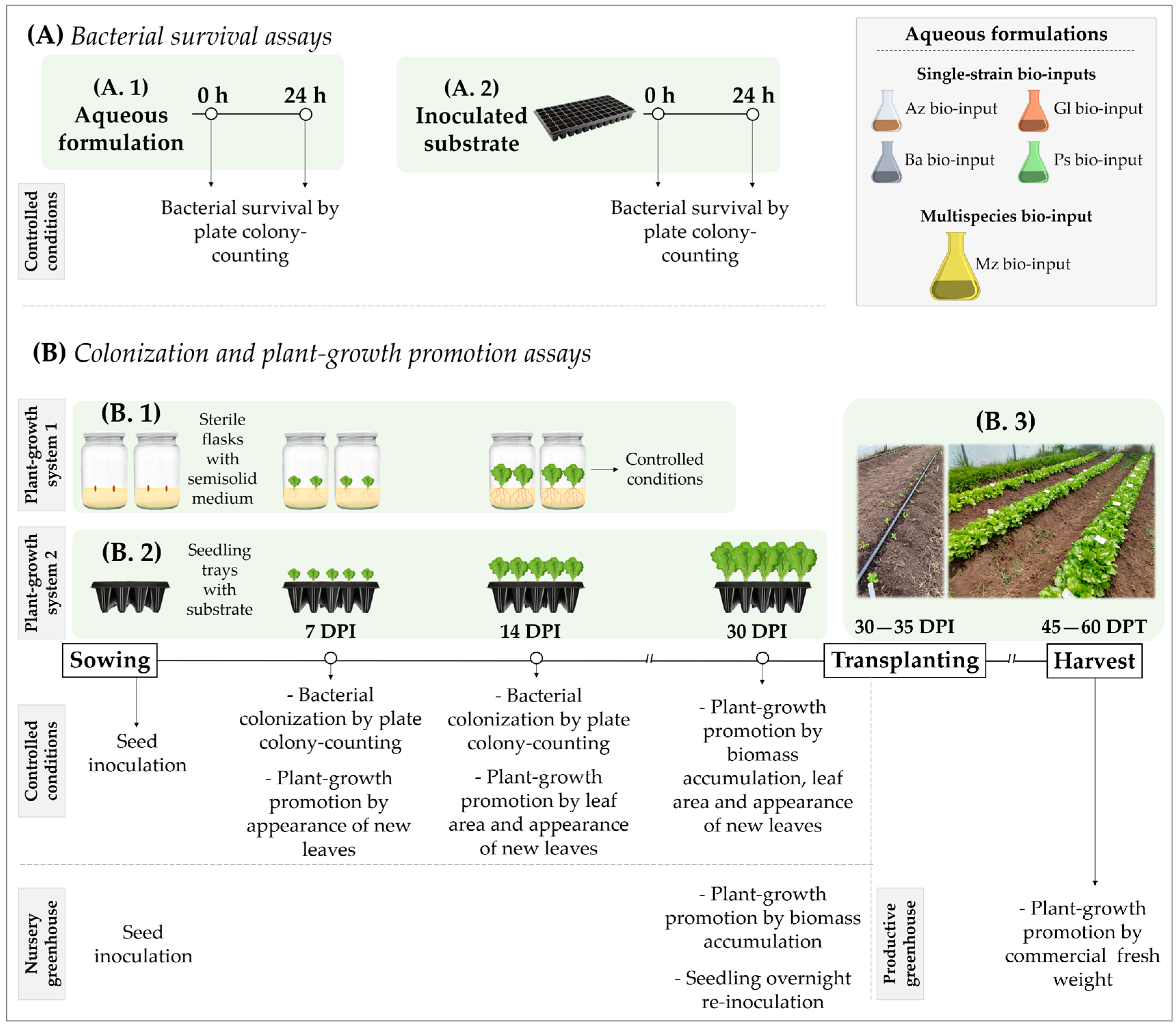 Plants | Free Full-Text | Multispecies Bacterial Bio-Input: Tracking and  Plant-Growth-Promoting Effect on Lettuce var. sagess