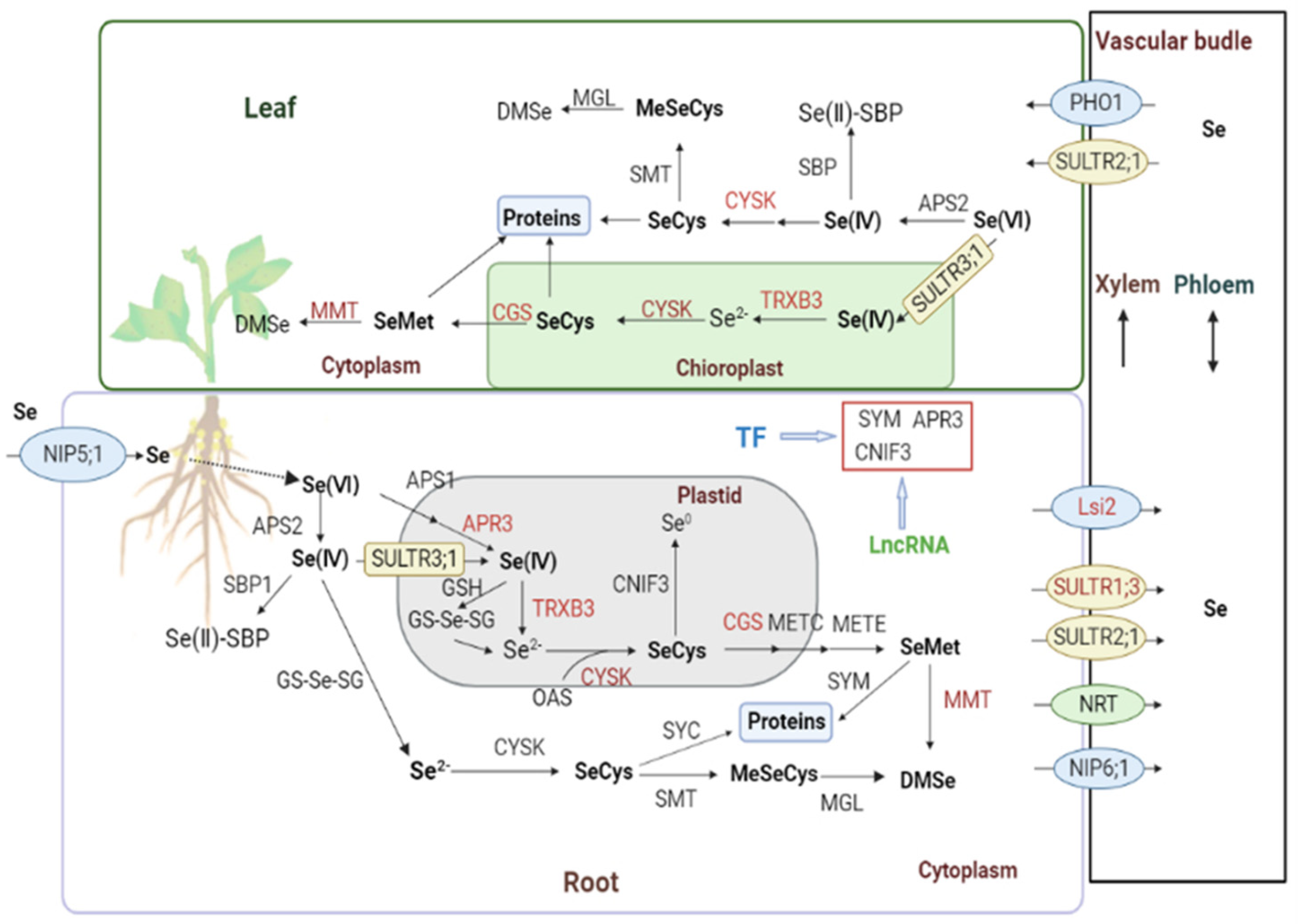 Plants 12 00789 g006
