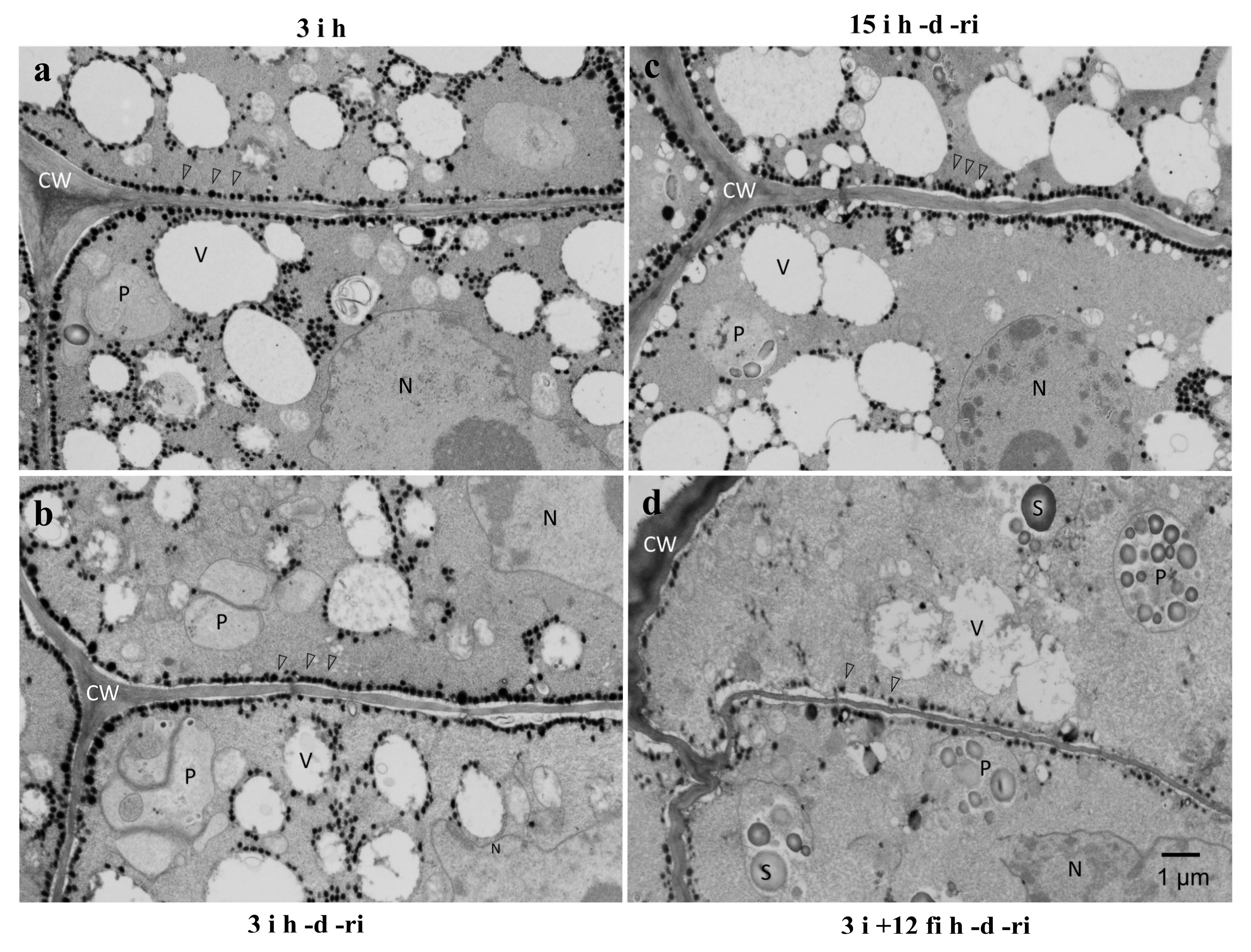 Plants 12 00799 g007