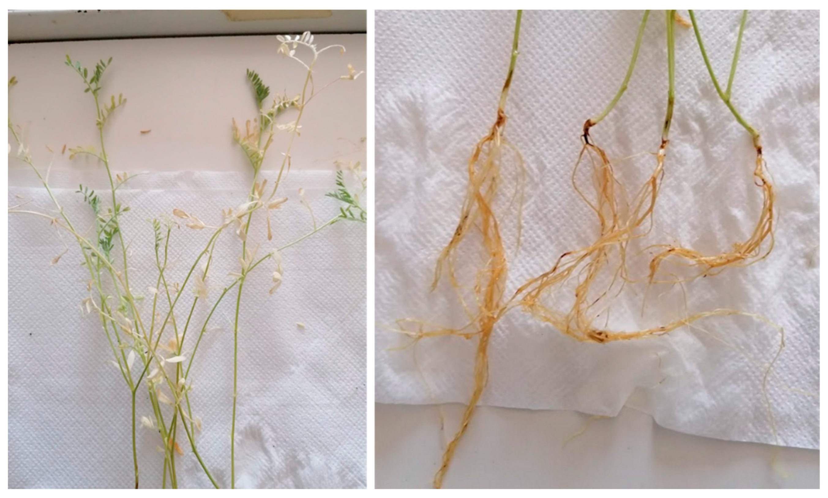 Plants 12 00812 g004