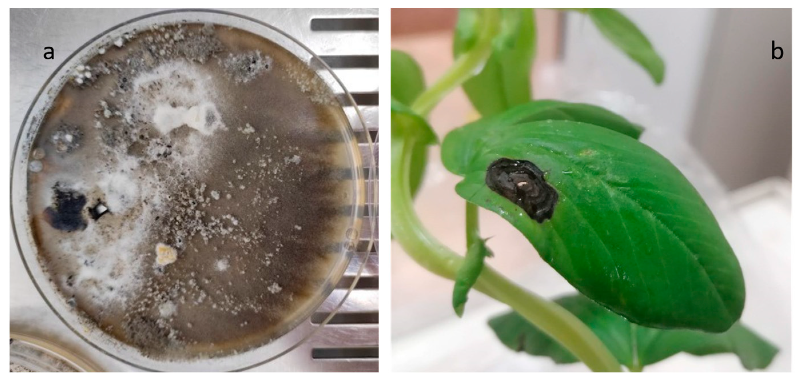 Plants 12 00812 g008