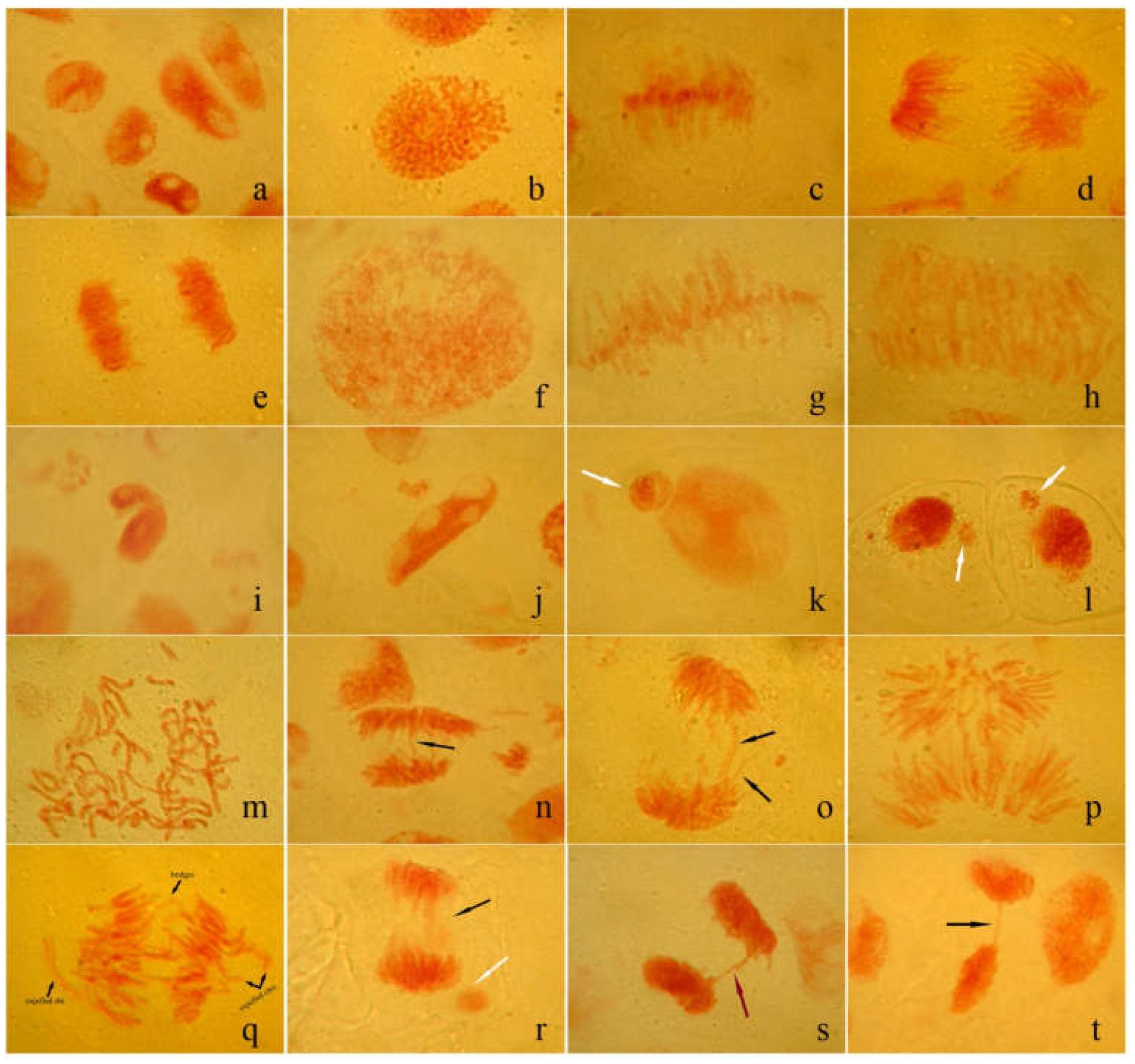 Plants 12 00842 g007