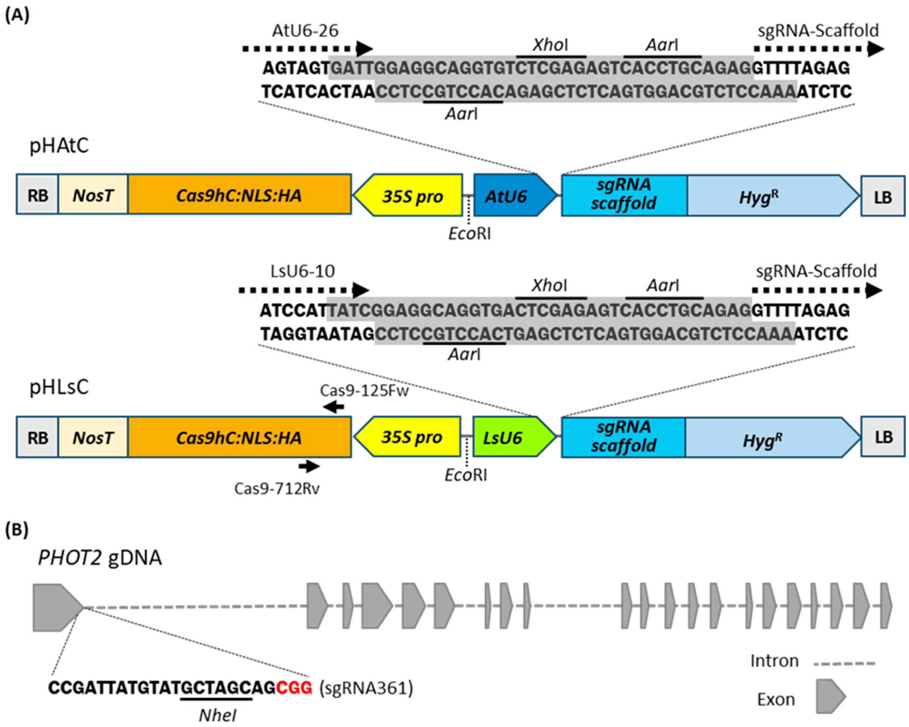 Nucleotide sequence alignment of a fragment of the lettuce mosaic