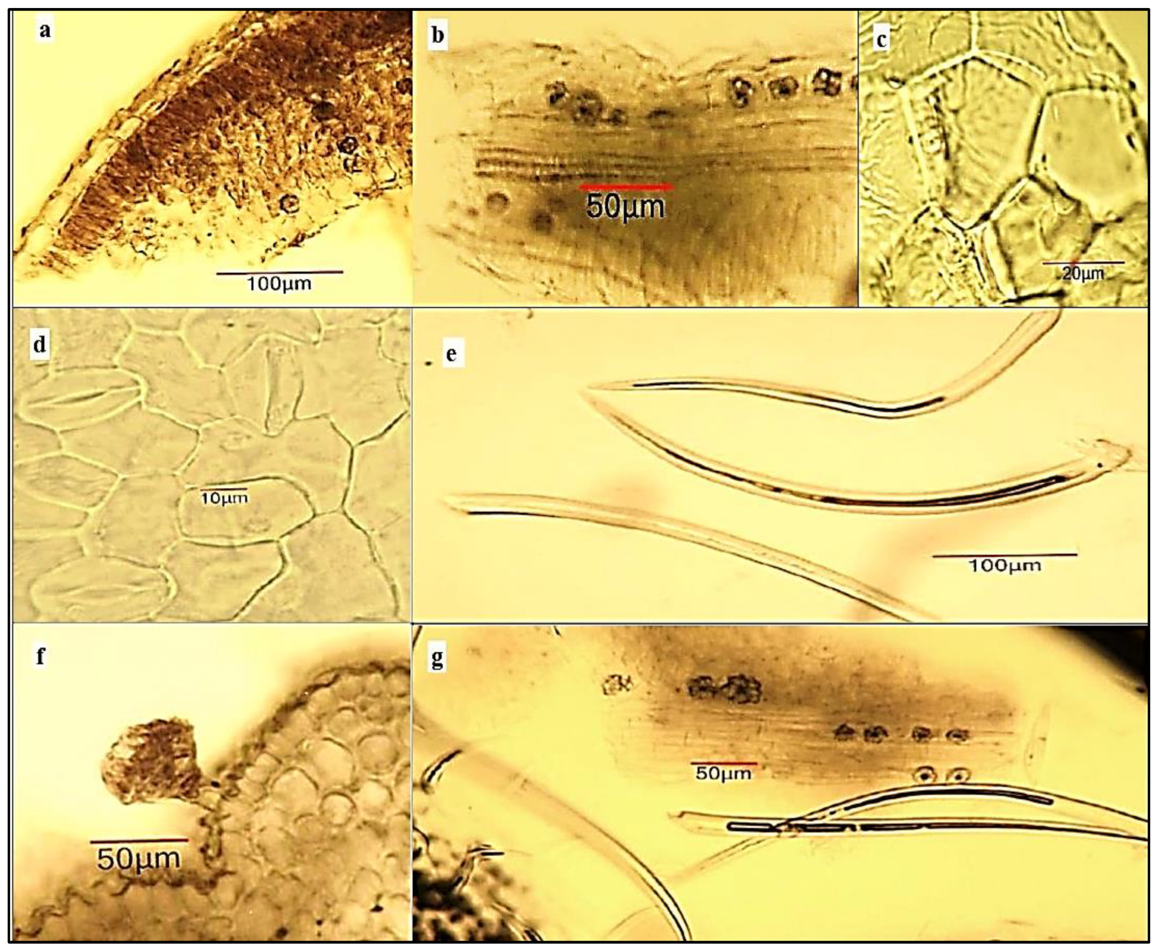 Plants 12 00920 g004 Plants 12 00920 g004