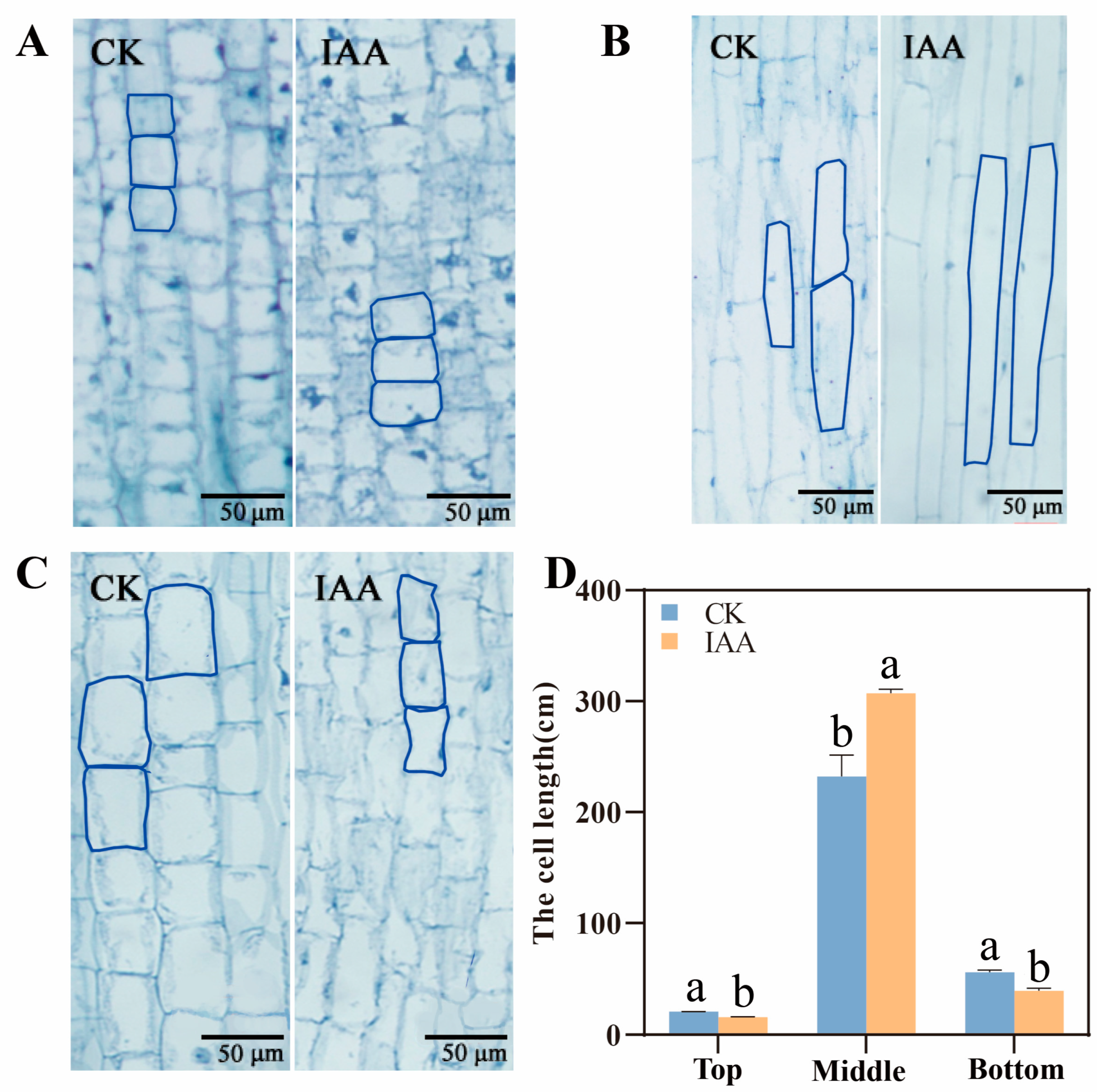 Plants 12 00944 g004