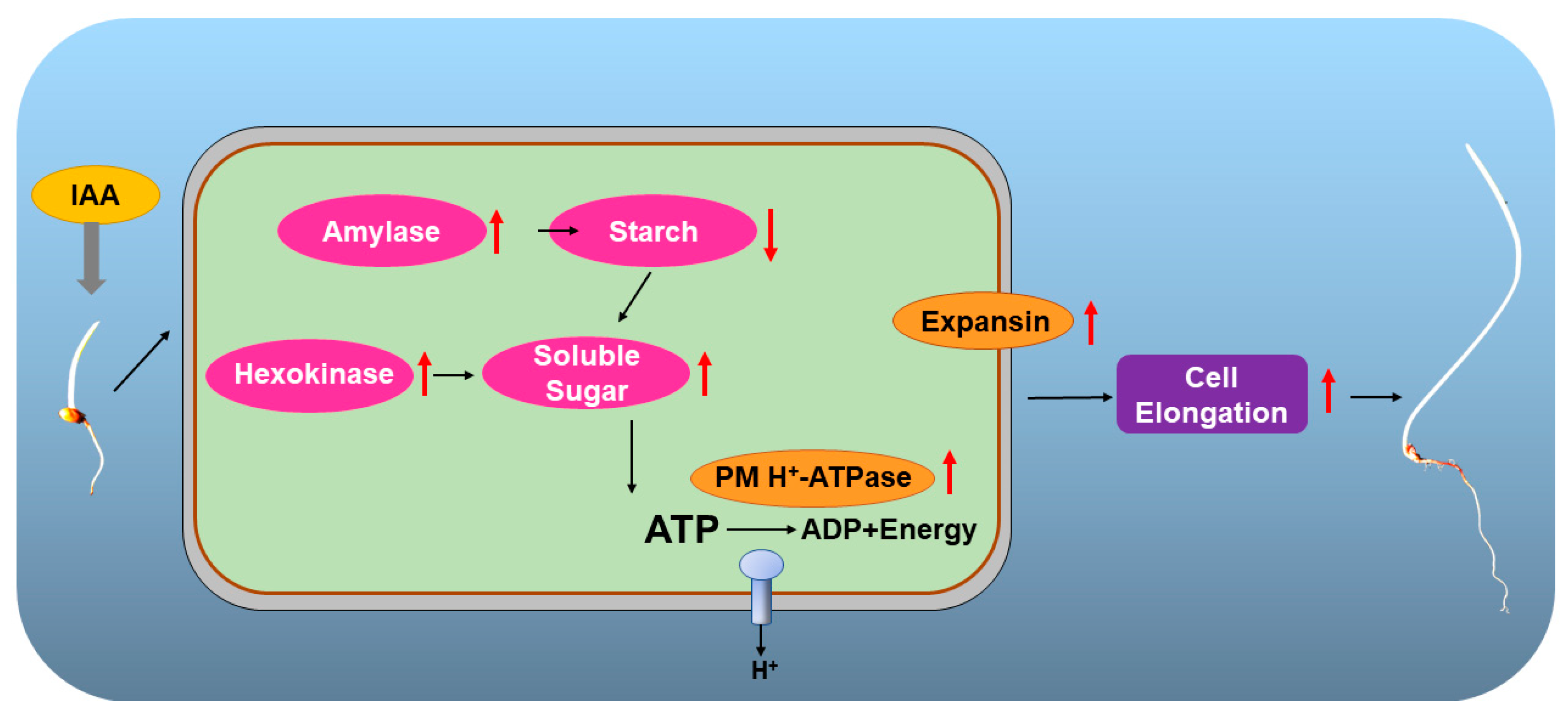 Plants 12 00944 g010