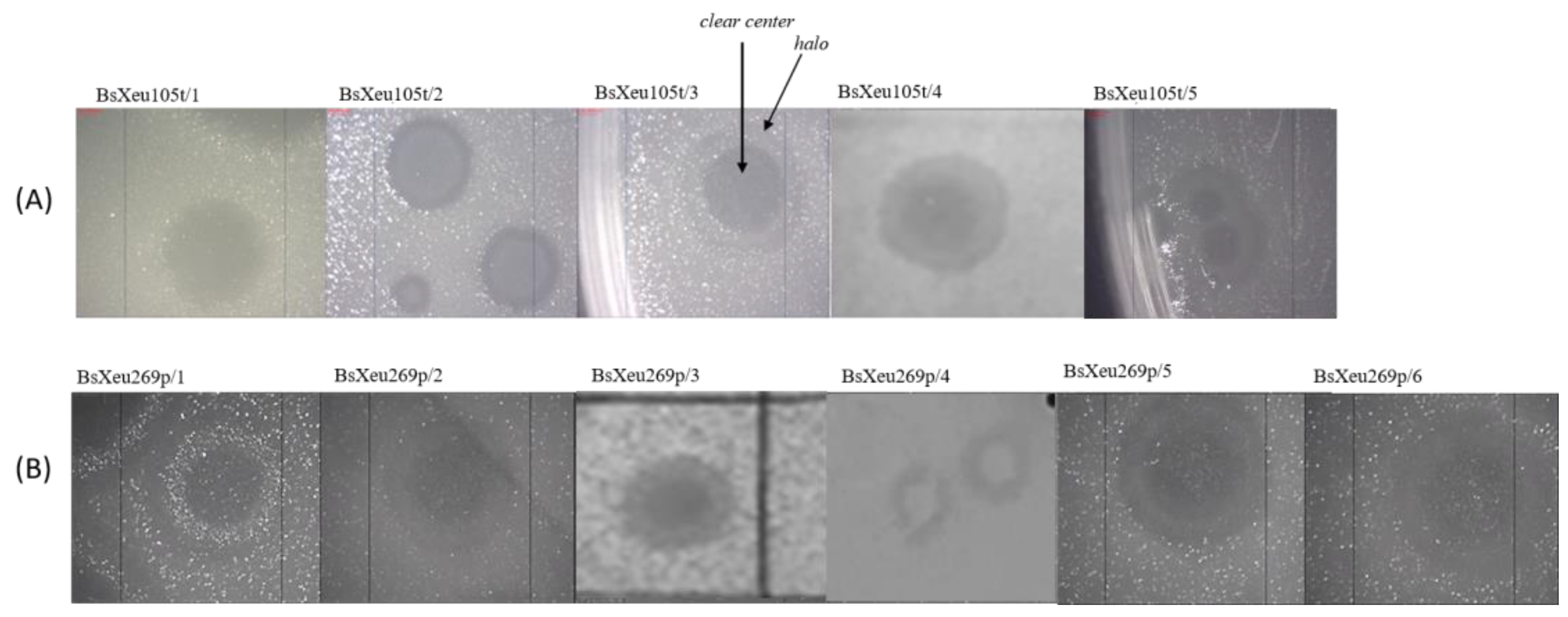 Plants | Free Full-Text | Phenotypic and Genotypic Characterization of  Newly Isolated Xanthomonas euvesicatoria-Specific Bacteriophages and  Evaluation of Their Biocontrol Potential