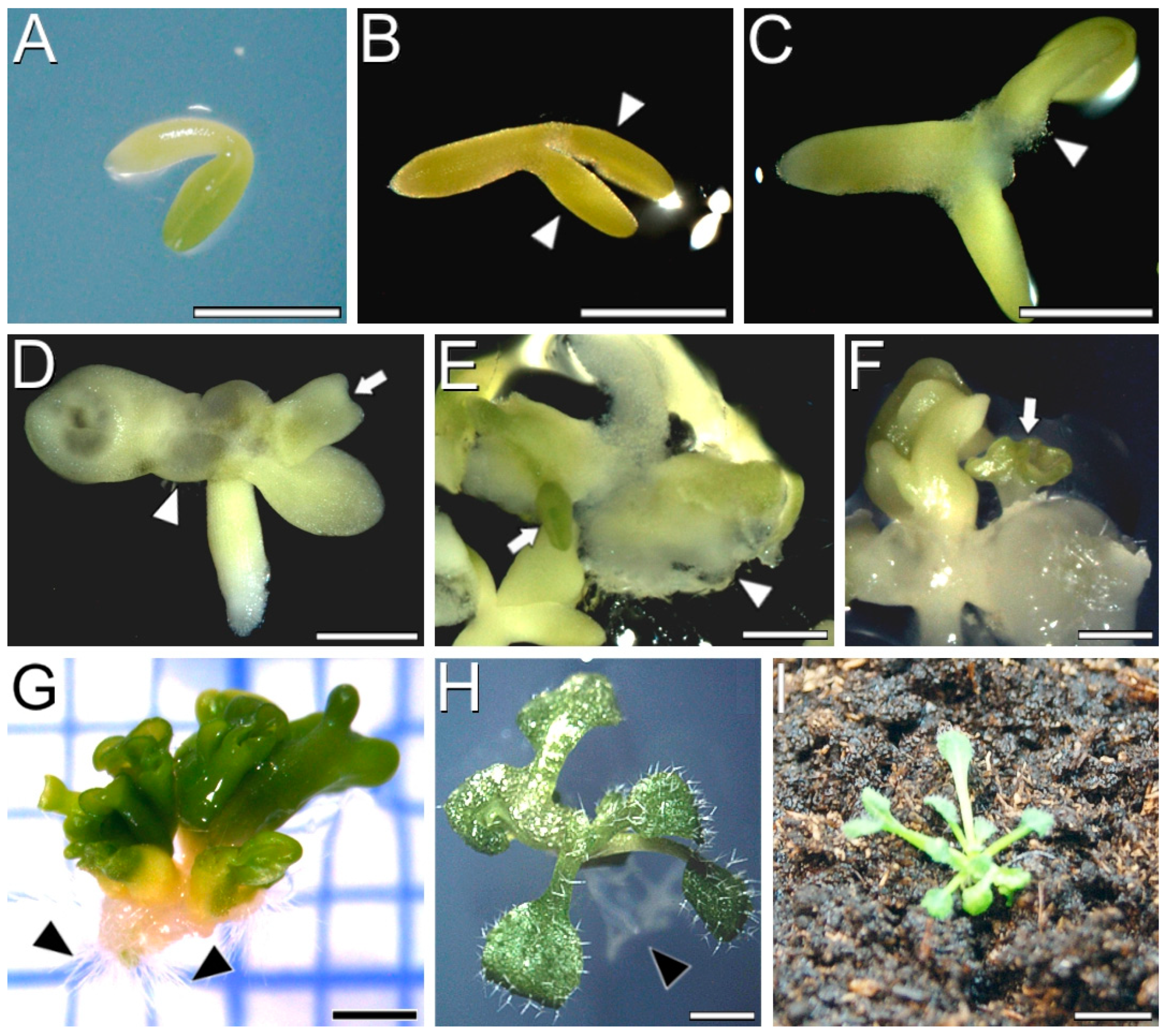 Plants 12 01021 g001 Plants 12 01021 g001