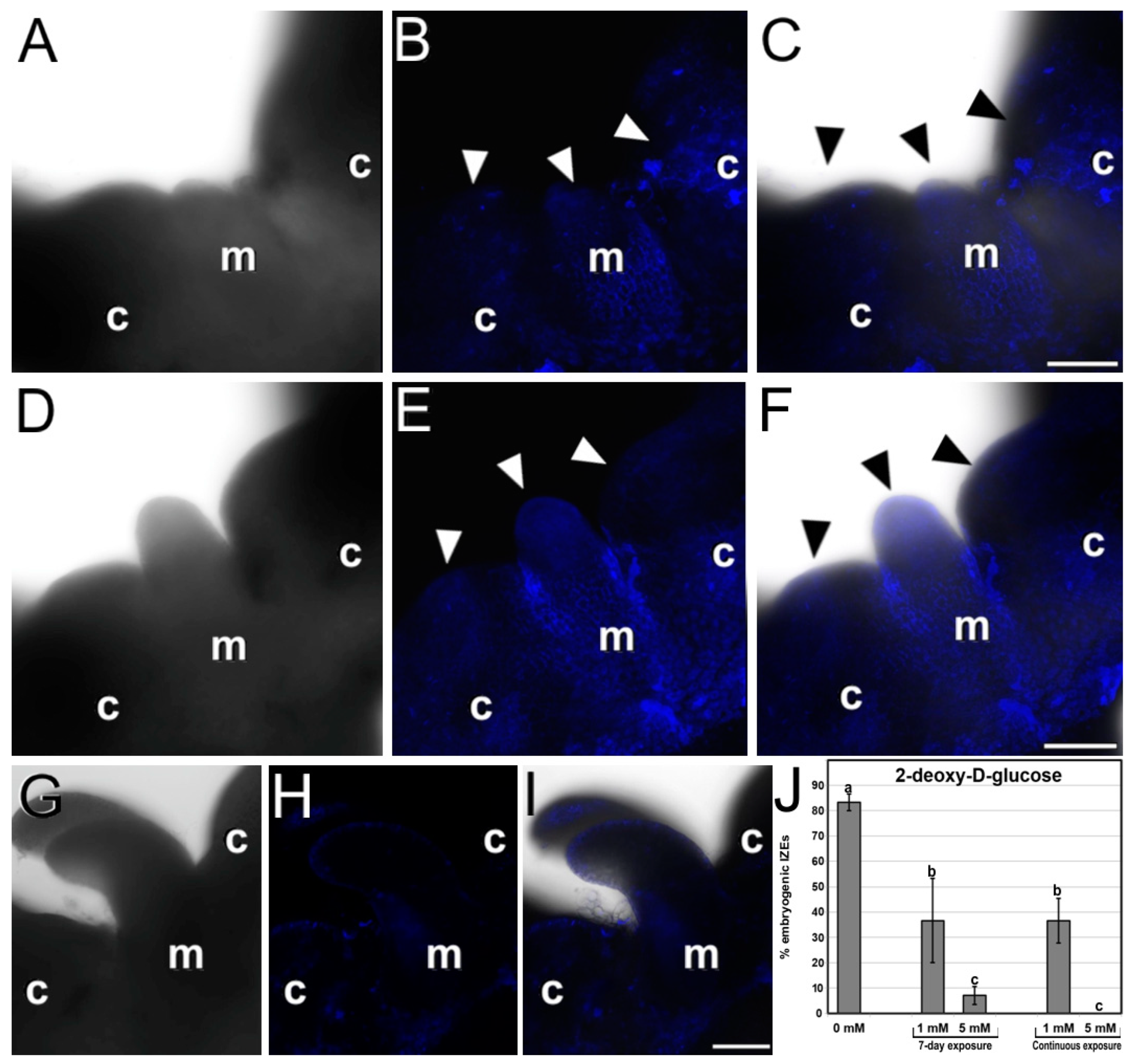 Plants 12 01021 g005 Plants 12 01021 g005