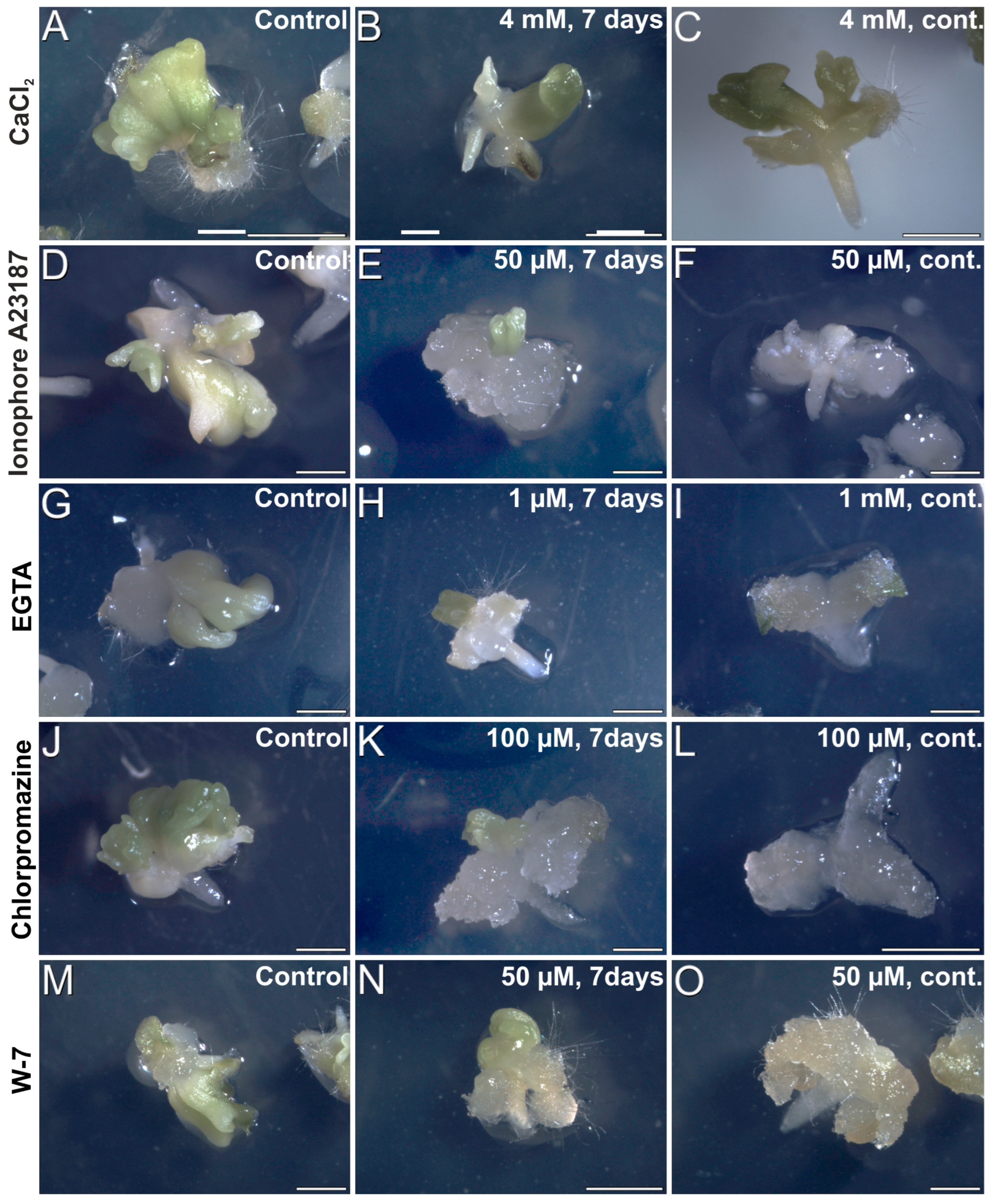 Plants 12 01021 g008 Plants 12 01021 g008