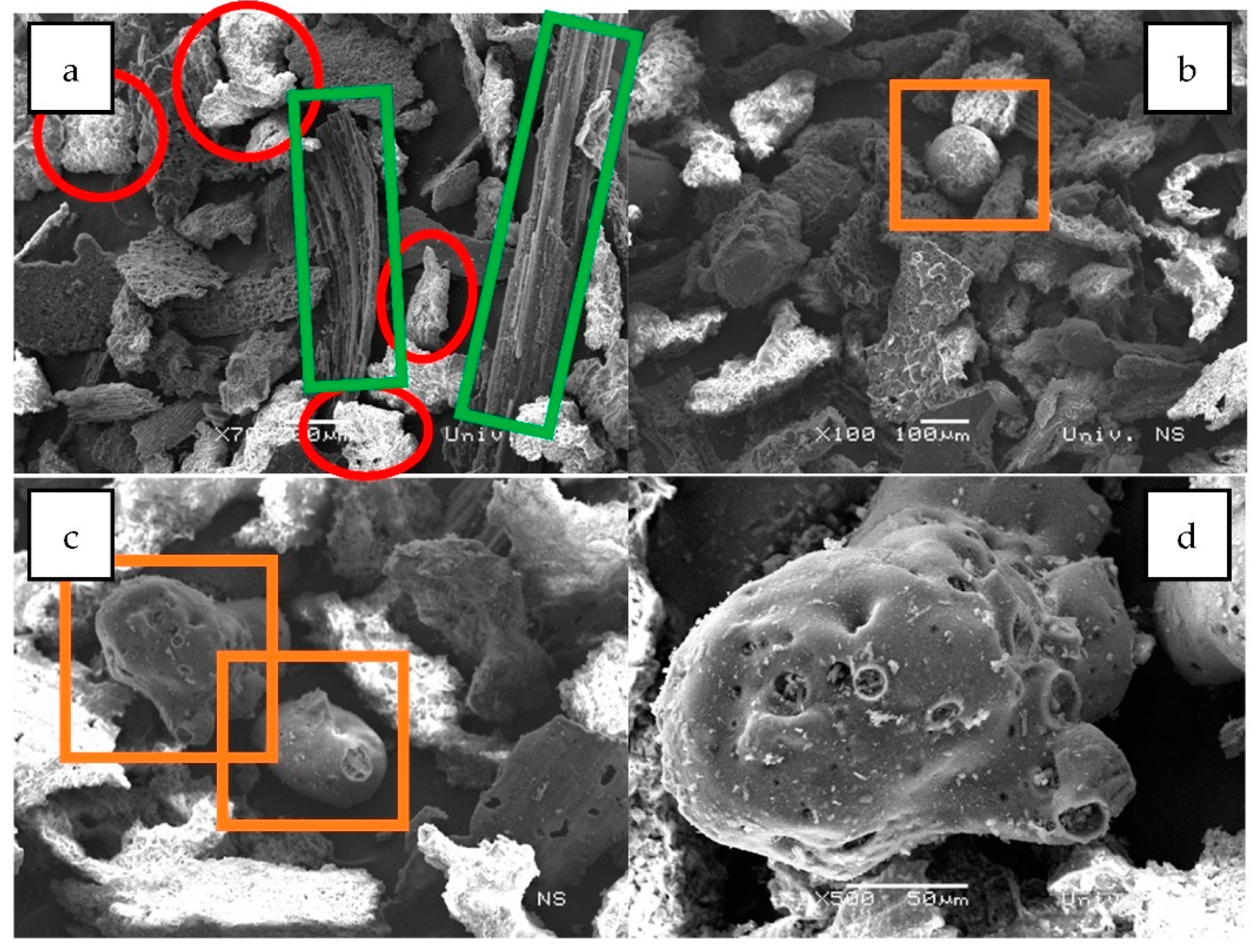 Tabassum Fatima Hashmi Sex Videos - Plants | Free Full-Text | Bacillus-Loaded Biochar as Soil Amendment for  Improved Germination of Maize Seeds