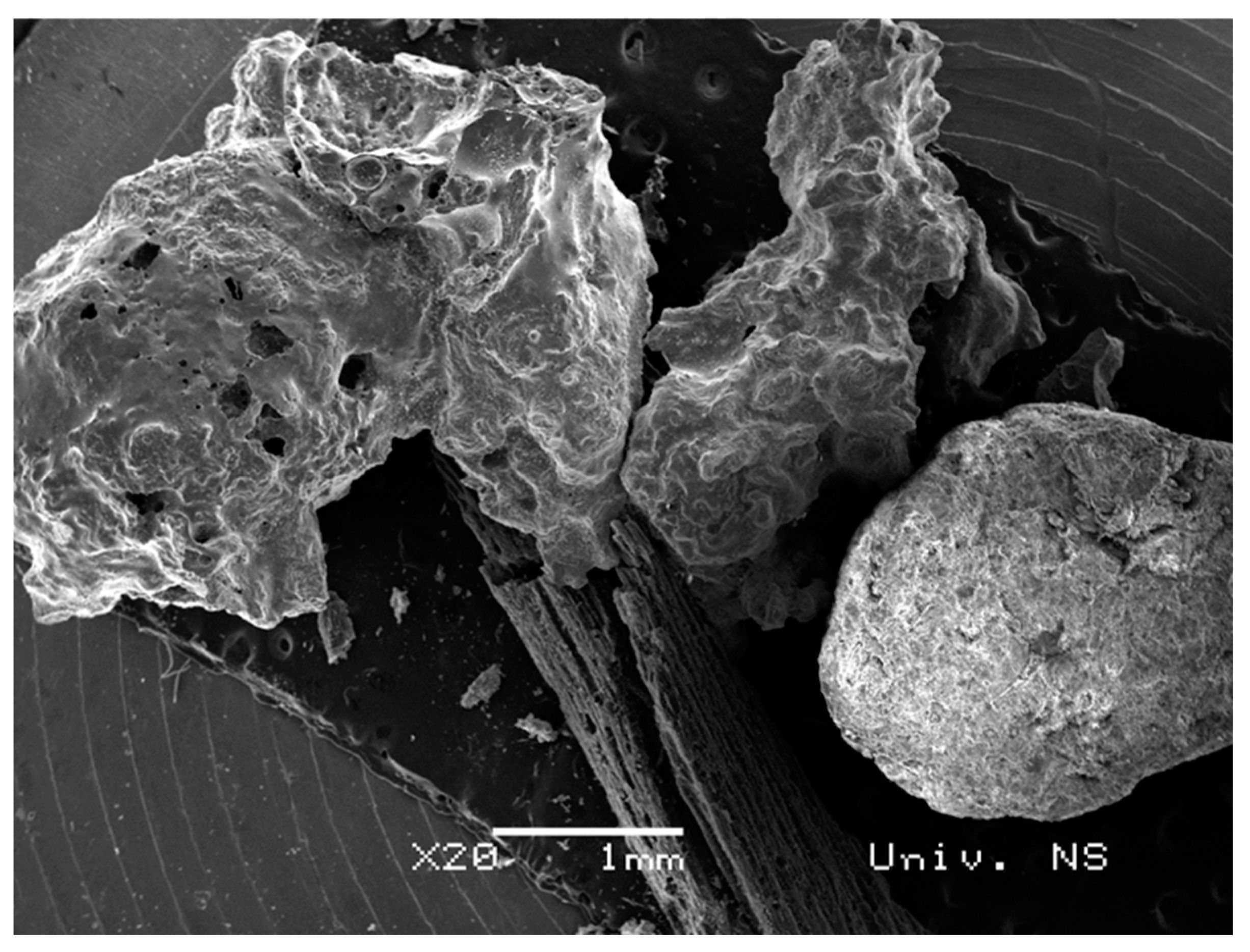 Plants 12 01024 g008 Plants 12 01024 g008