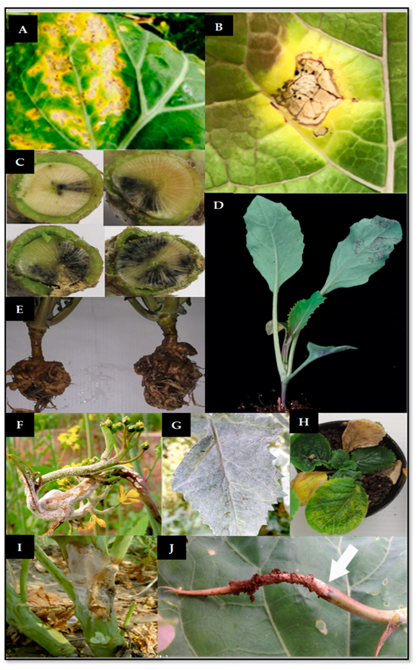 Plants | Free Full-Text | Brassicaceae Fungi and Chromista Diseases:  Molecular Detection and Host–Plant Interaction